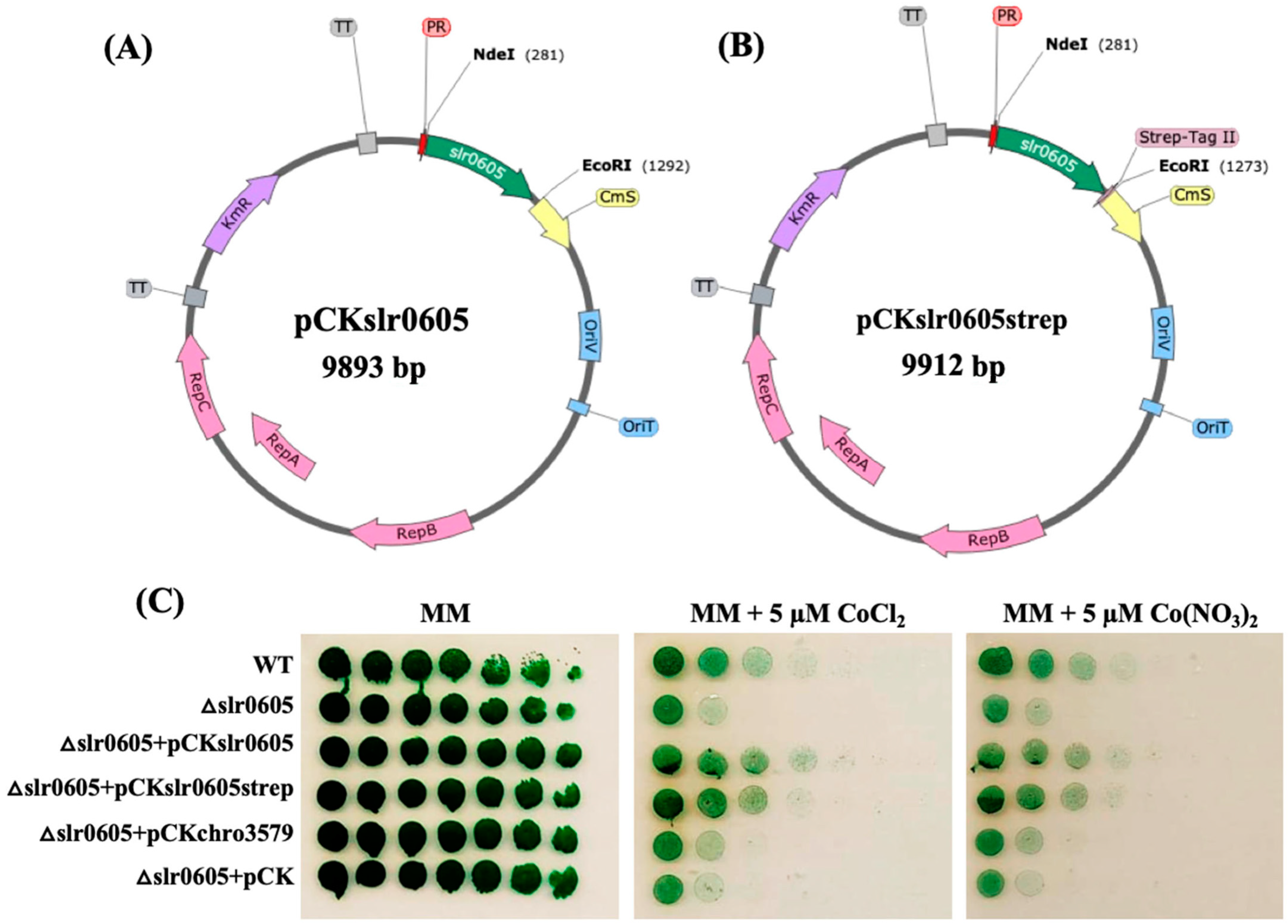 Antioxidants 13 01577 g008 Antioxidants 13 01577 g008