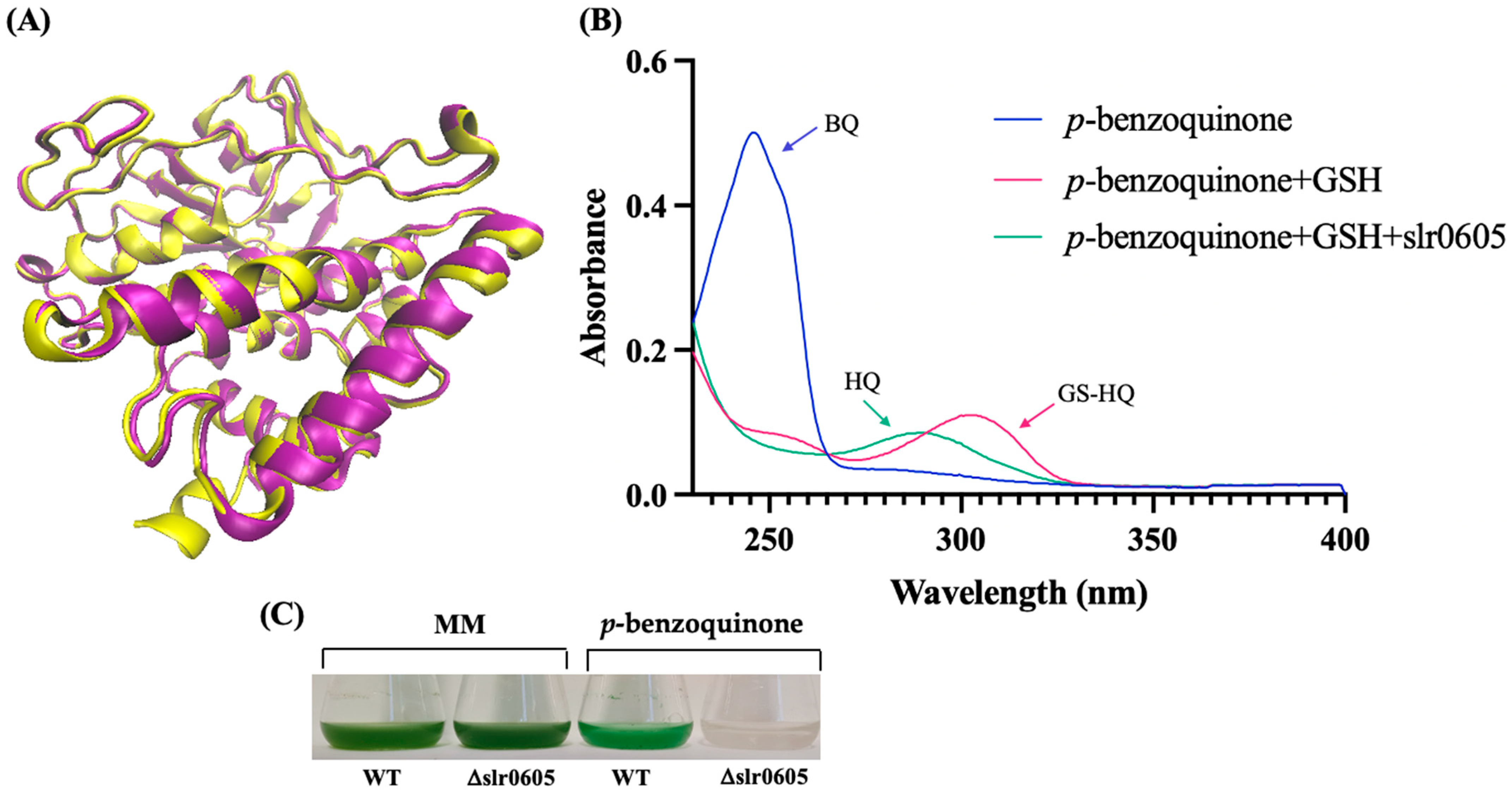 Antioxidants 13 01577 g009 Antioxidants 13 01577 g009