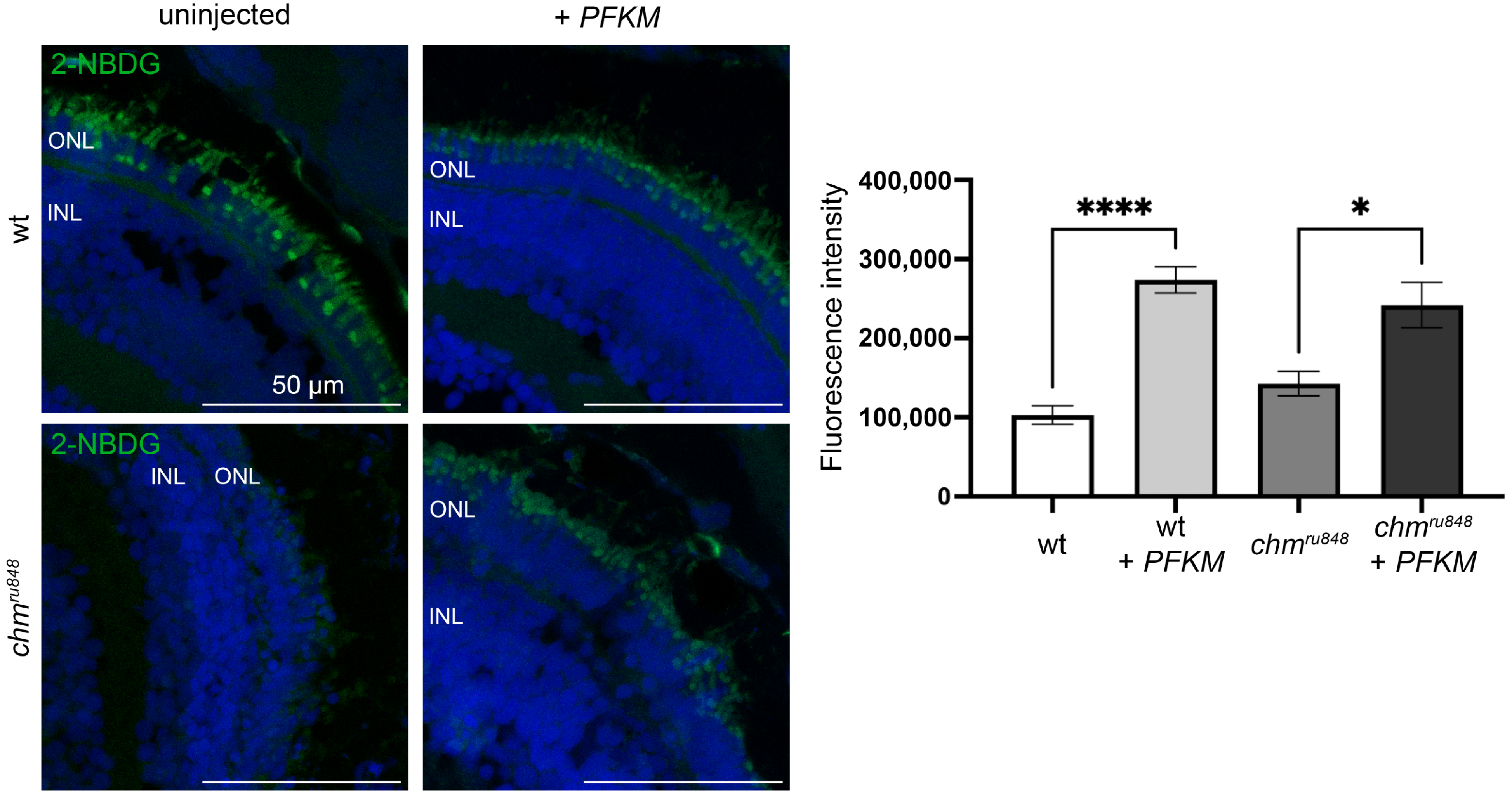 Antioxidants 13 01587 g005 Antioxidants 13 01587 g005