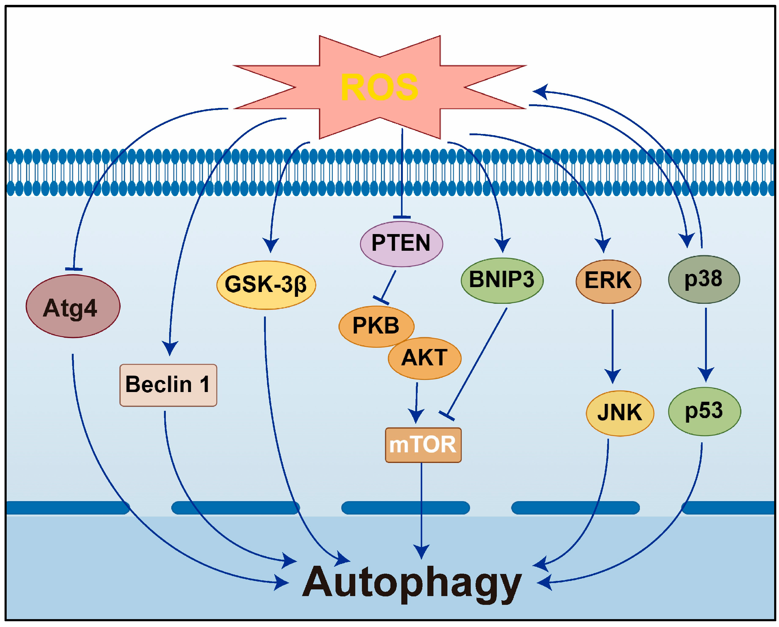Antioxidants 14 00002 g002