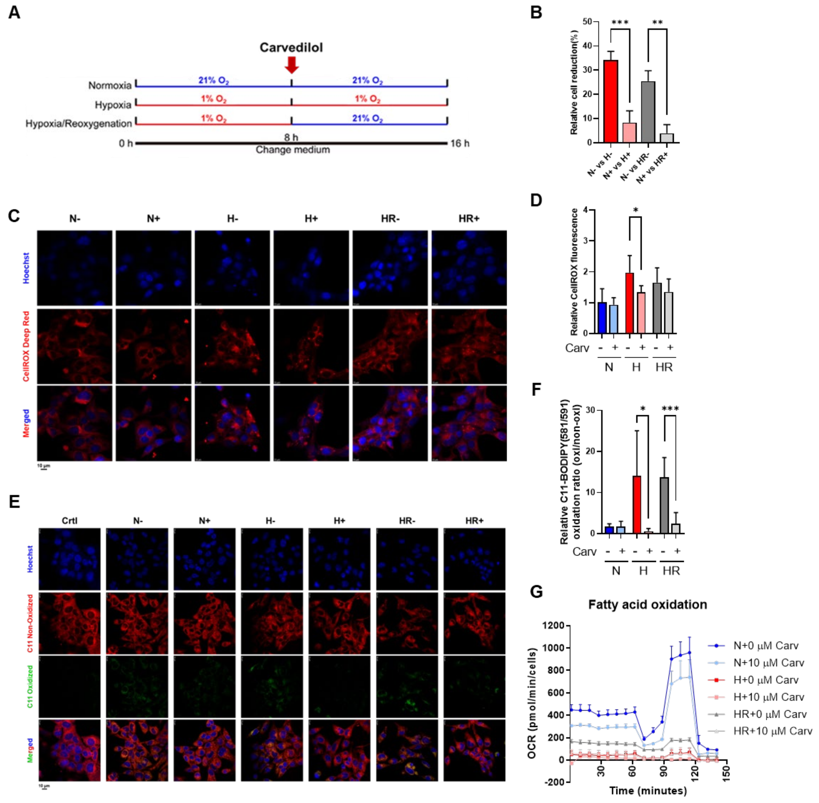 Antioxidants 14 00007 g002 Antioxidants 14 00007 g002