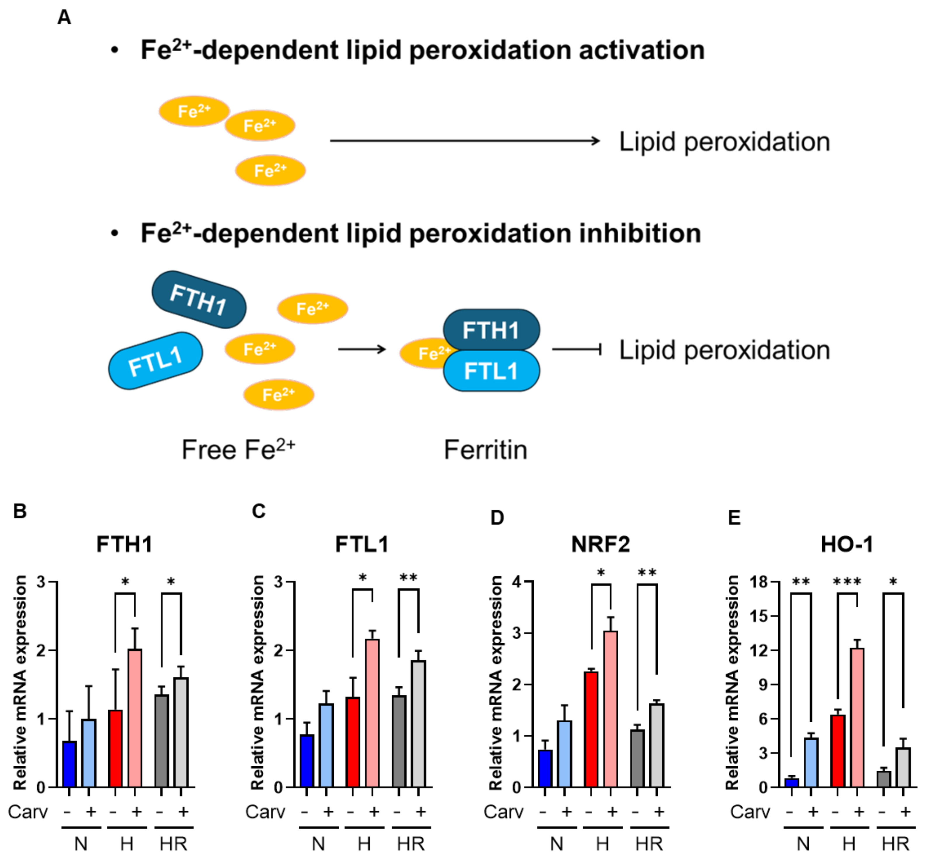 Antioxidants 14 00007 g006 Antioxidants 14 00007 g006