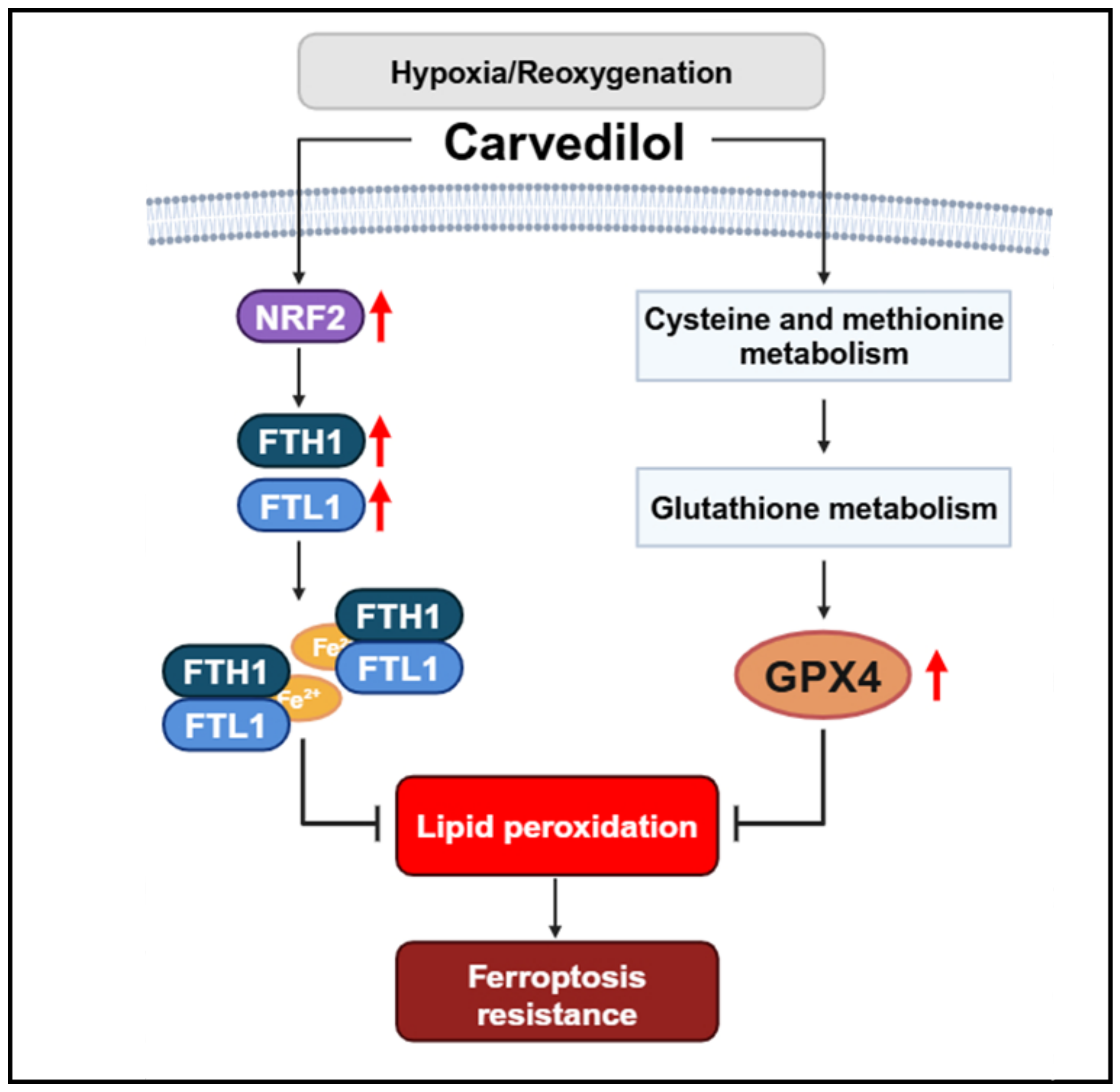 Antioxidants 14 00007 g007 Antioxidants 14 00007 g007