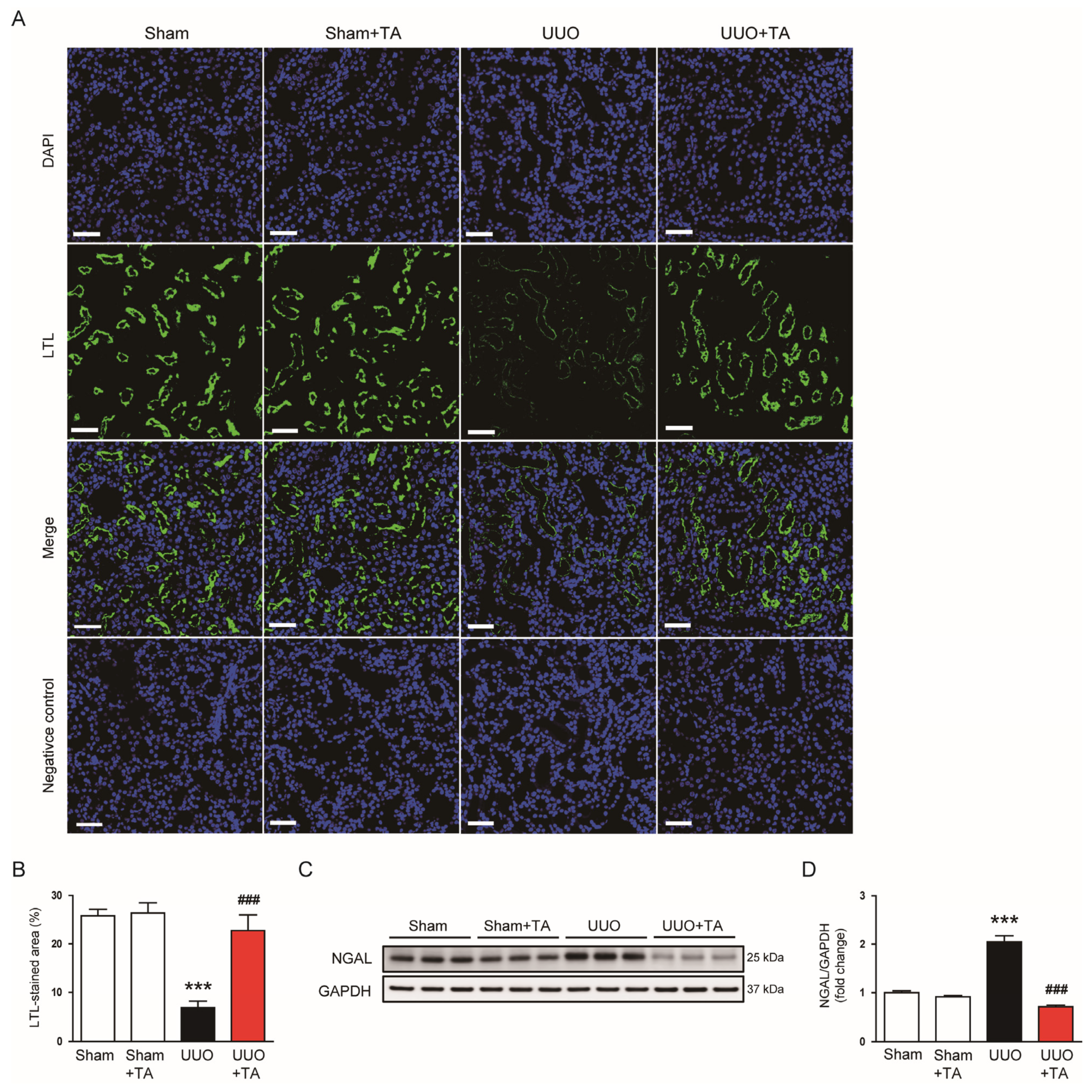 Antioxidants 14 00013 g003