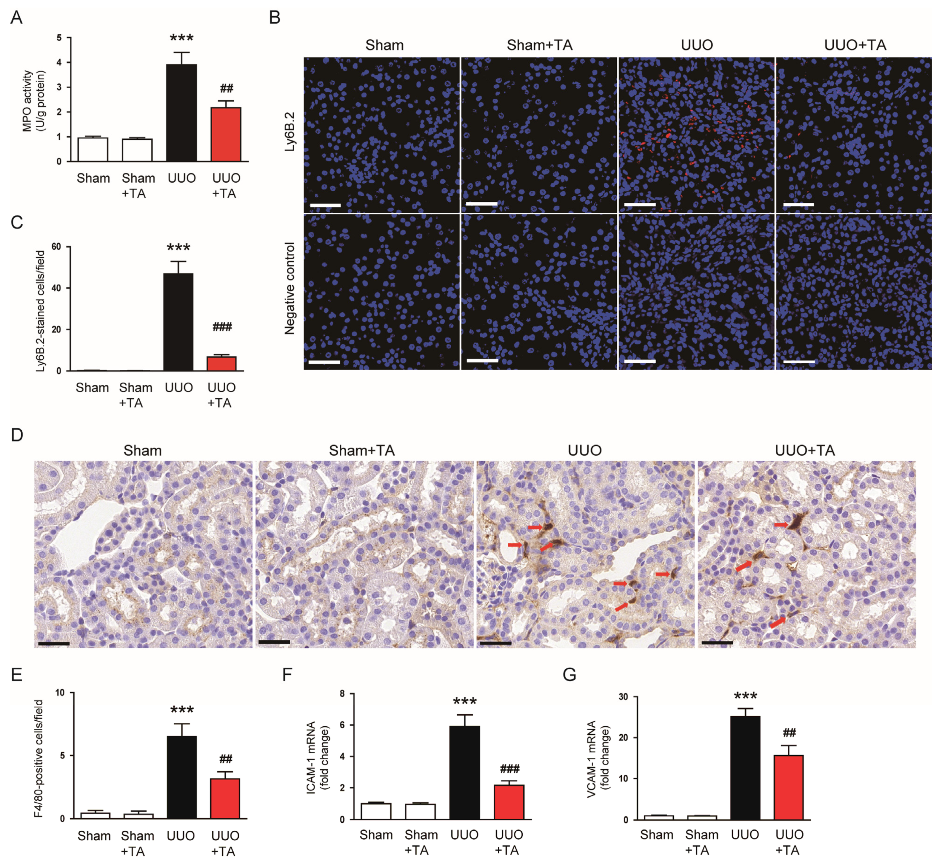 Antioxidants 14 00013 g005