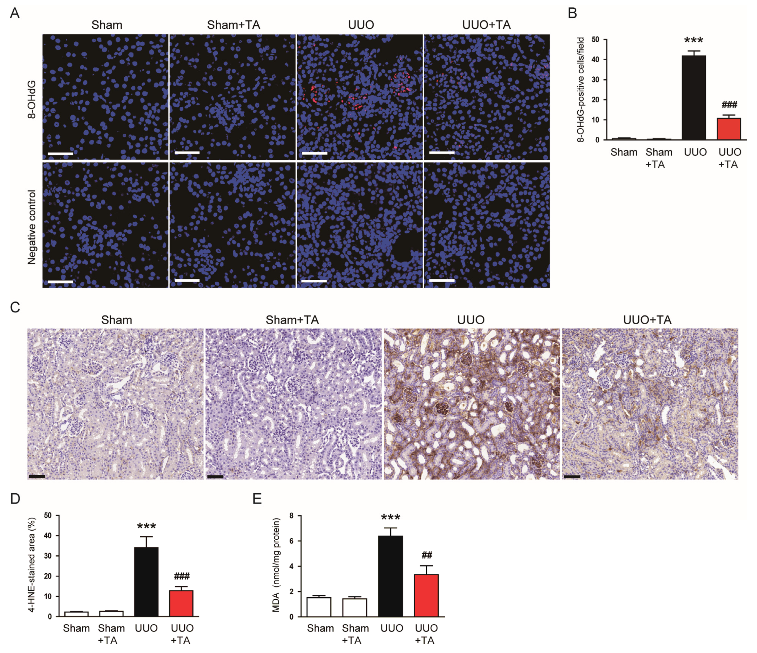 Antioxidants 14 00013 g008