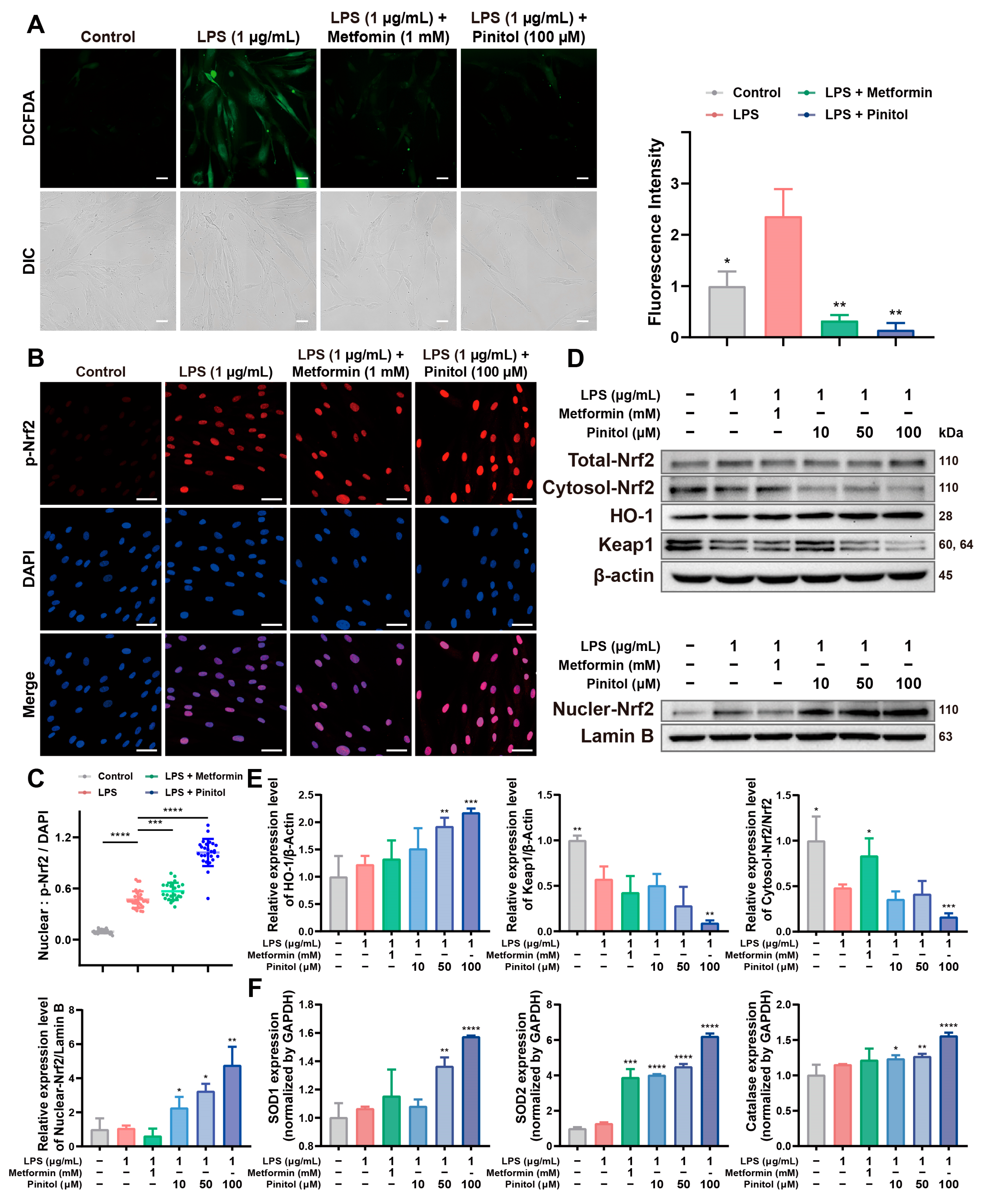 Antioxidants 14 00015 g002