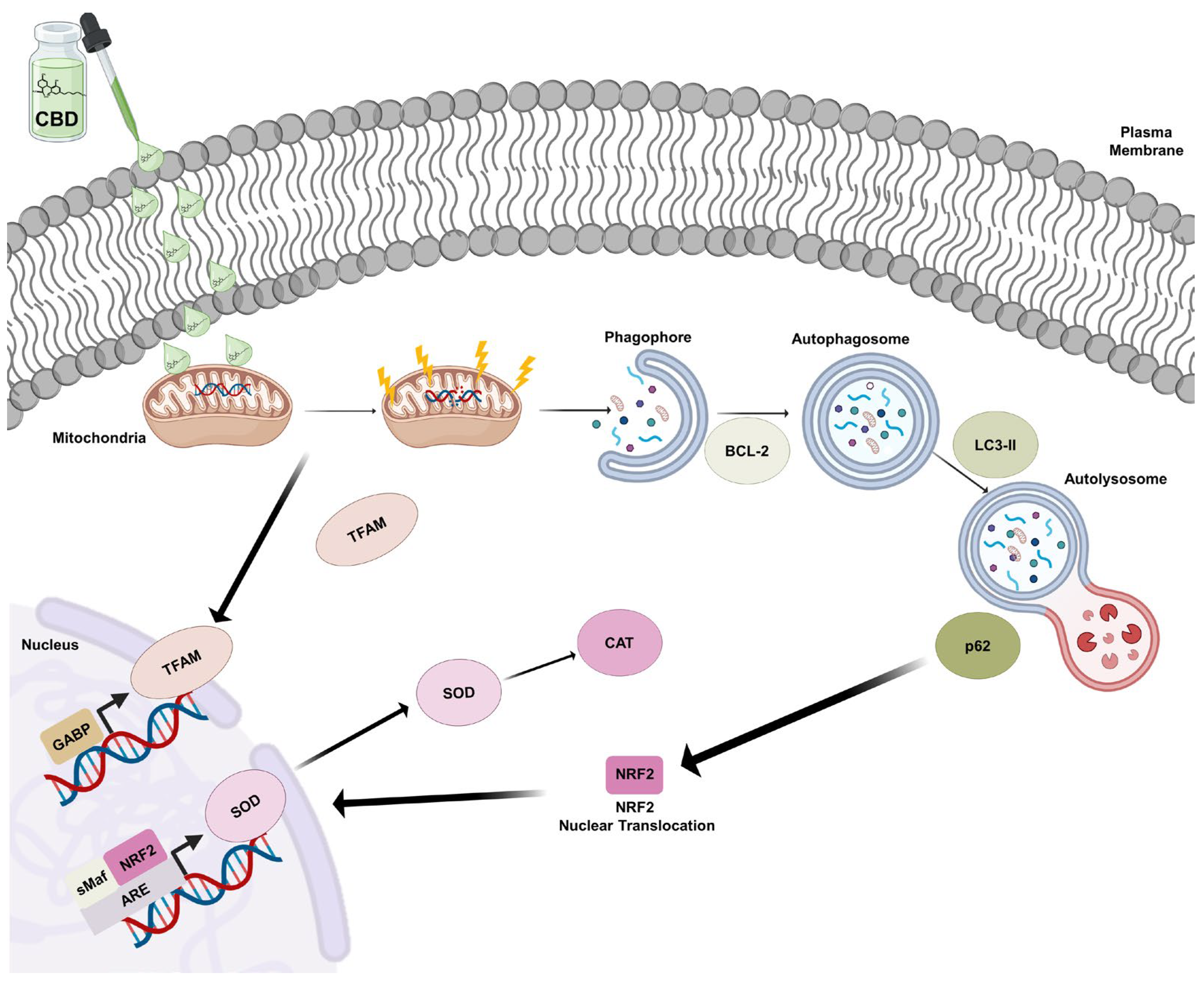 Antioxidants 14 00018 g009