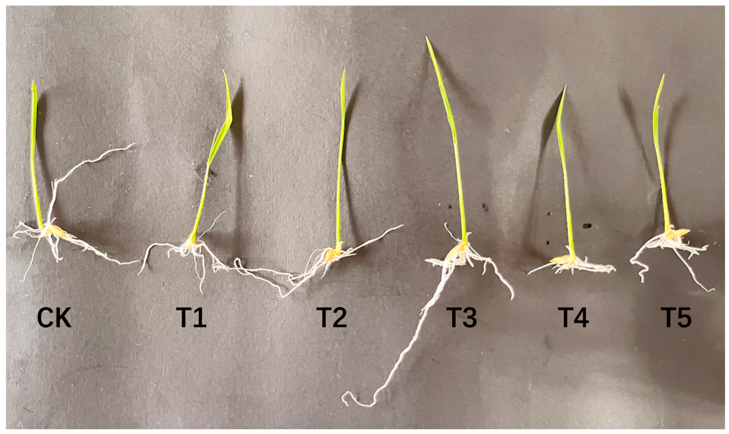 Antioxidants 14 00022 g001