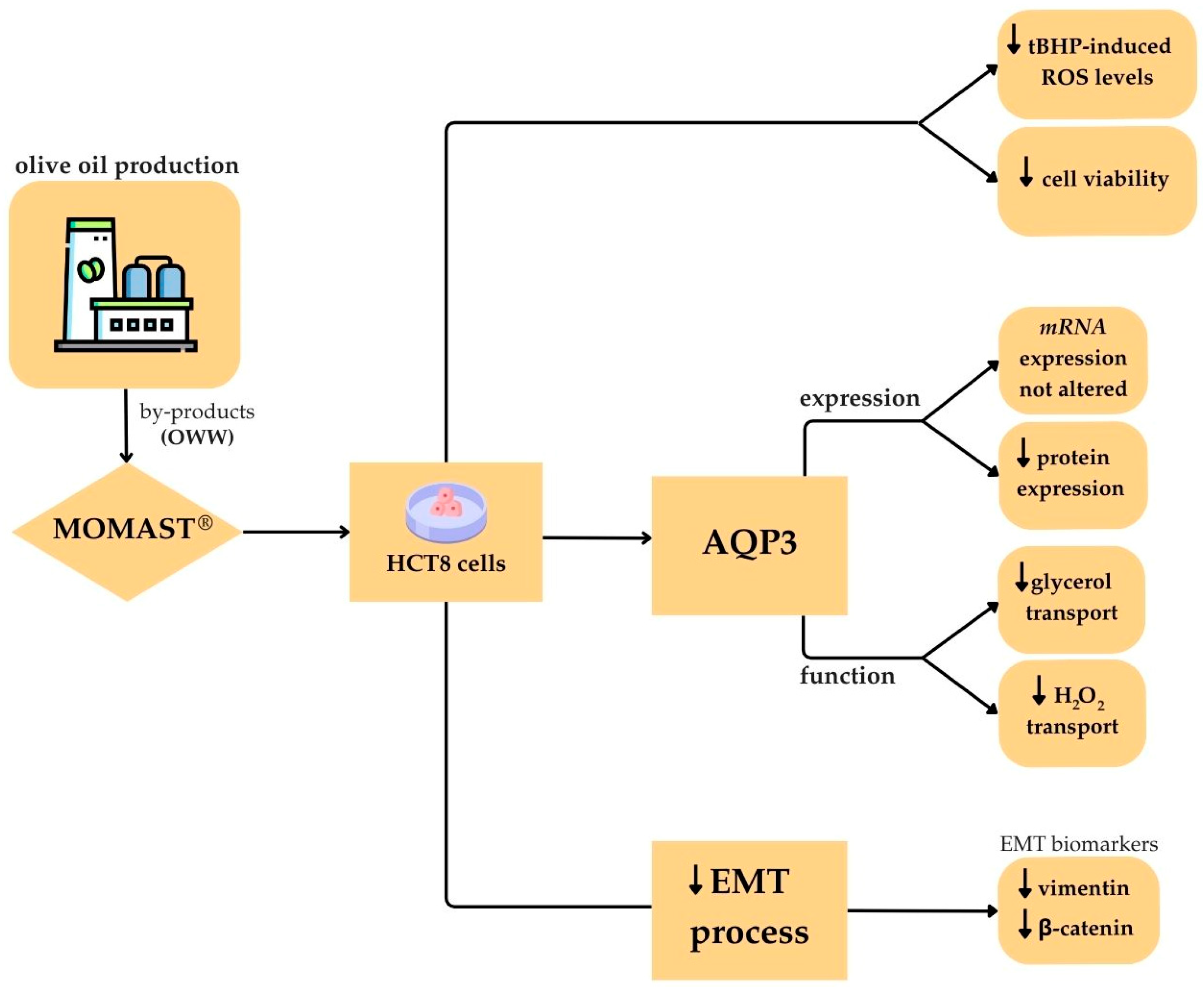 Antioxidants 14 00026 sch002