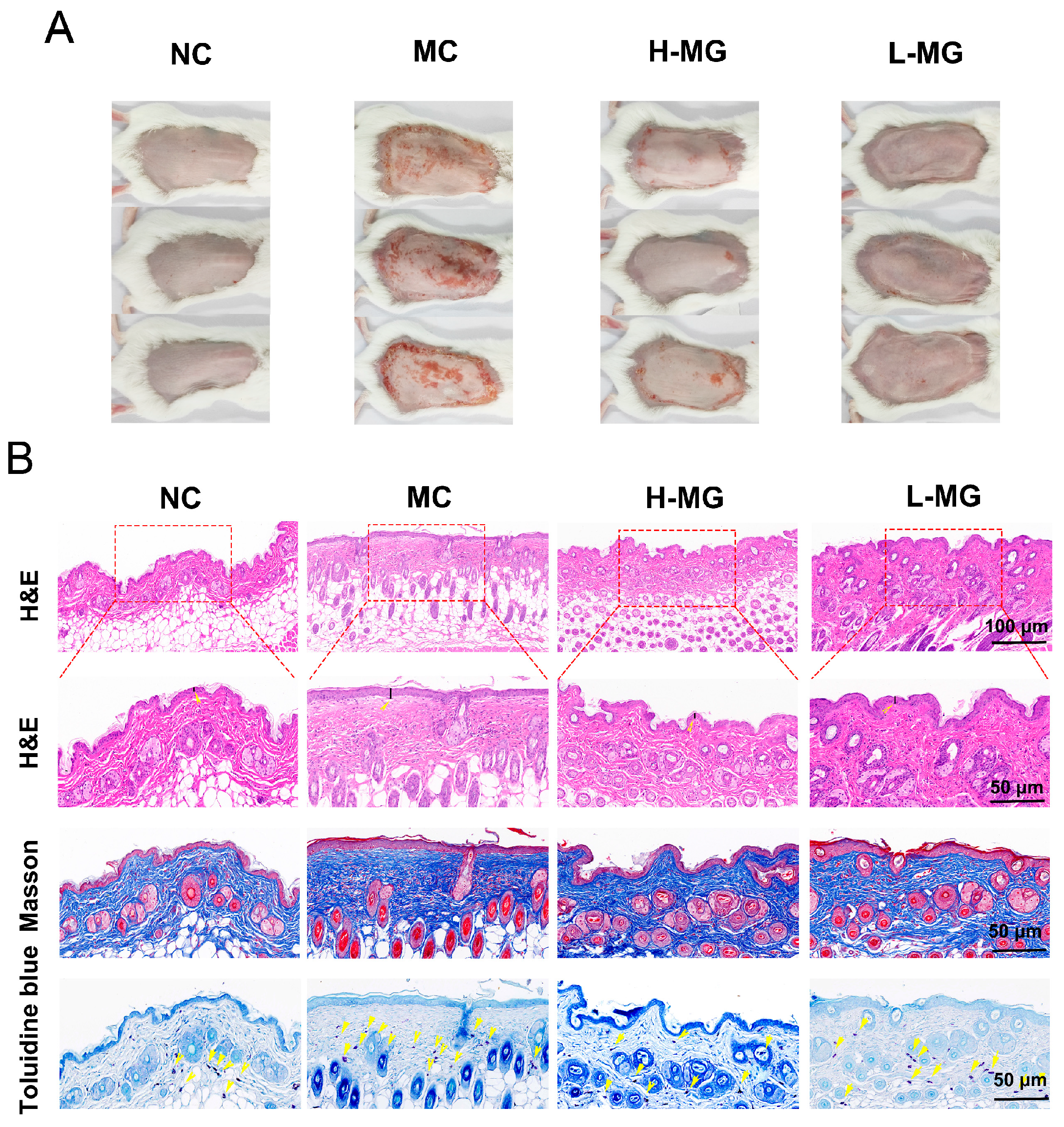 Antioxidants 14 00030 g004 Antioxidants 14 00030 g004