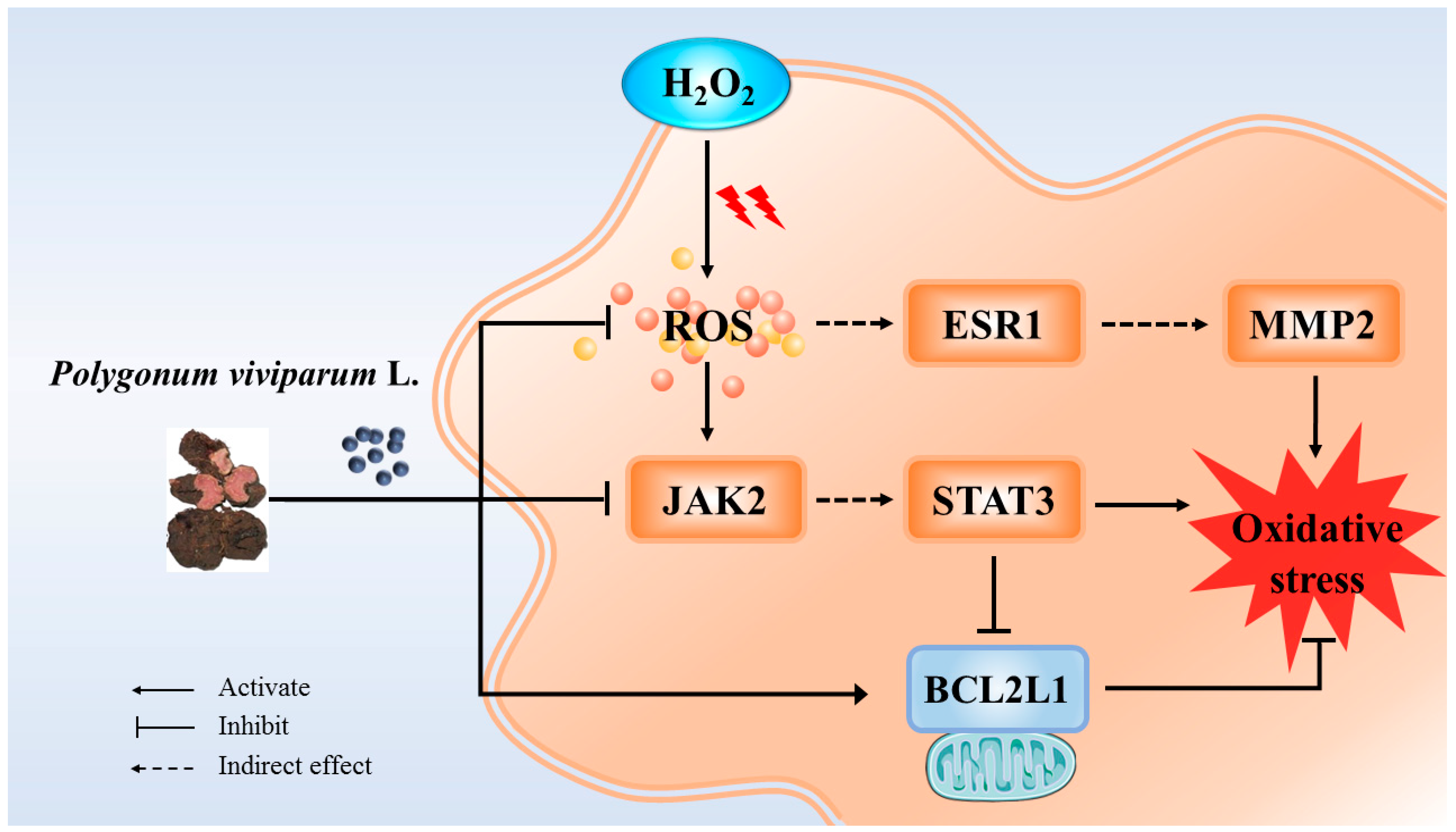 Study on the In Vitro and In Vivo Antioxidant Activity and Potential ...