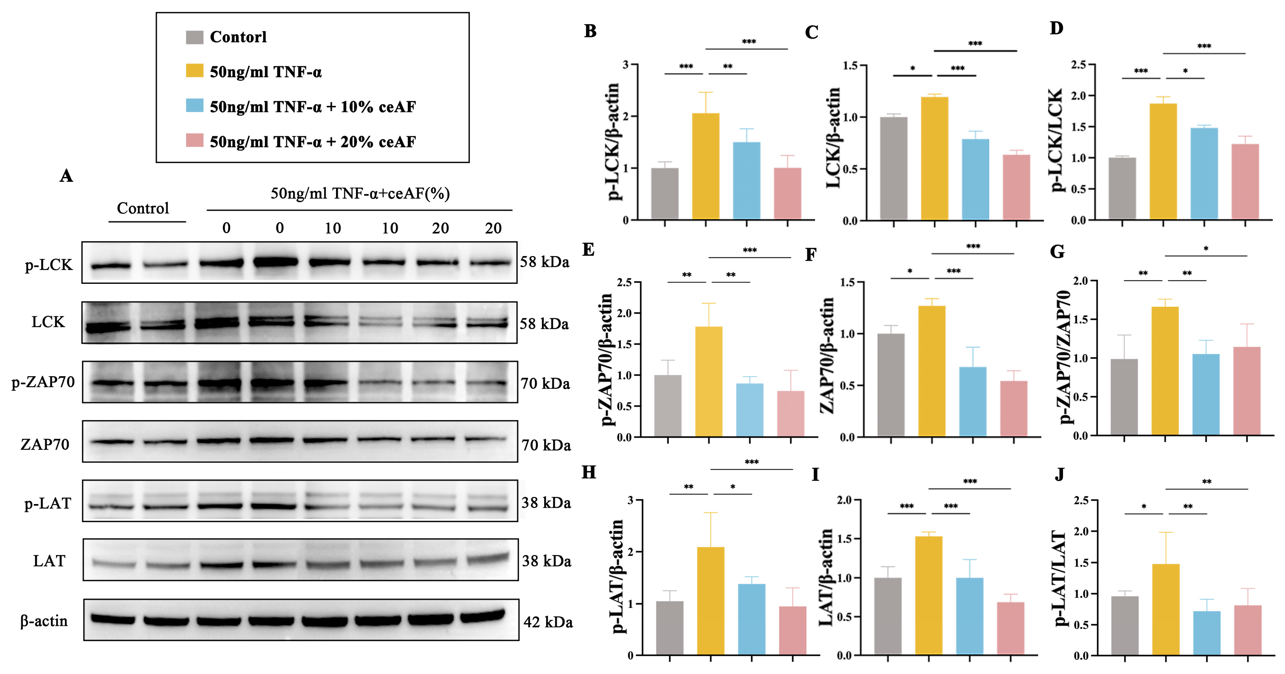 Antioxidants 14 00051 g010