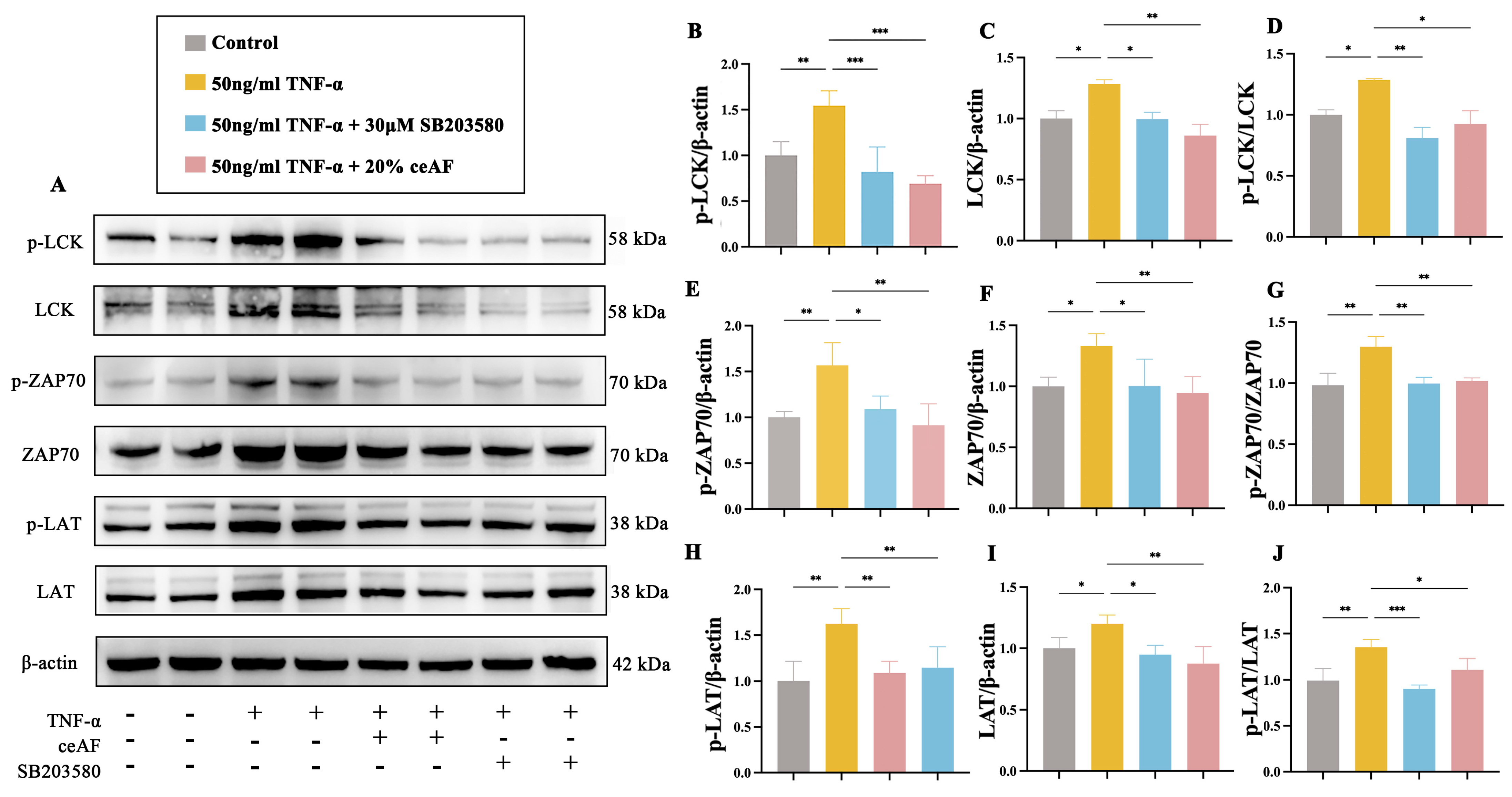Antioxidants 14 00051 g011