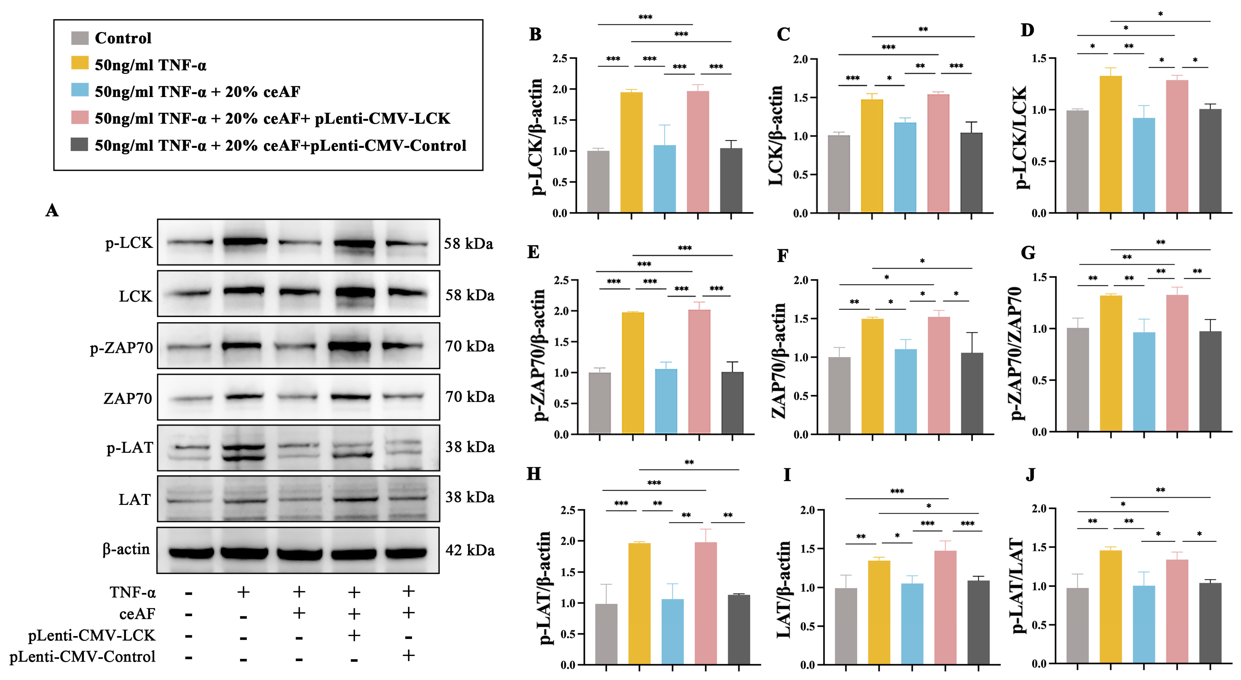 Antioxidants 14 00051 g012