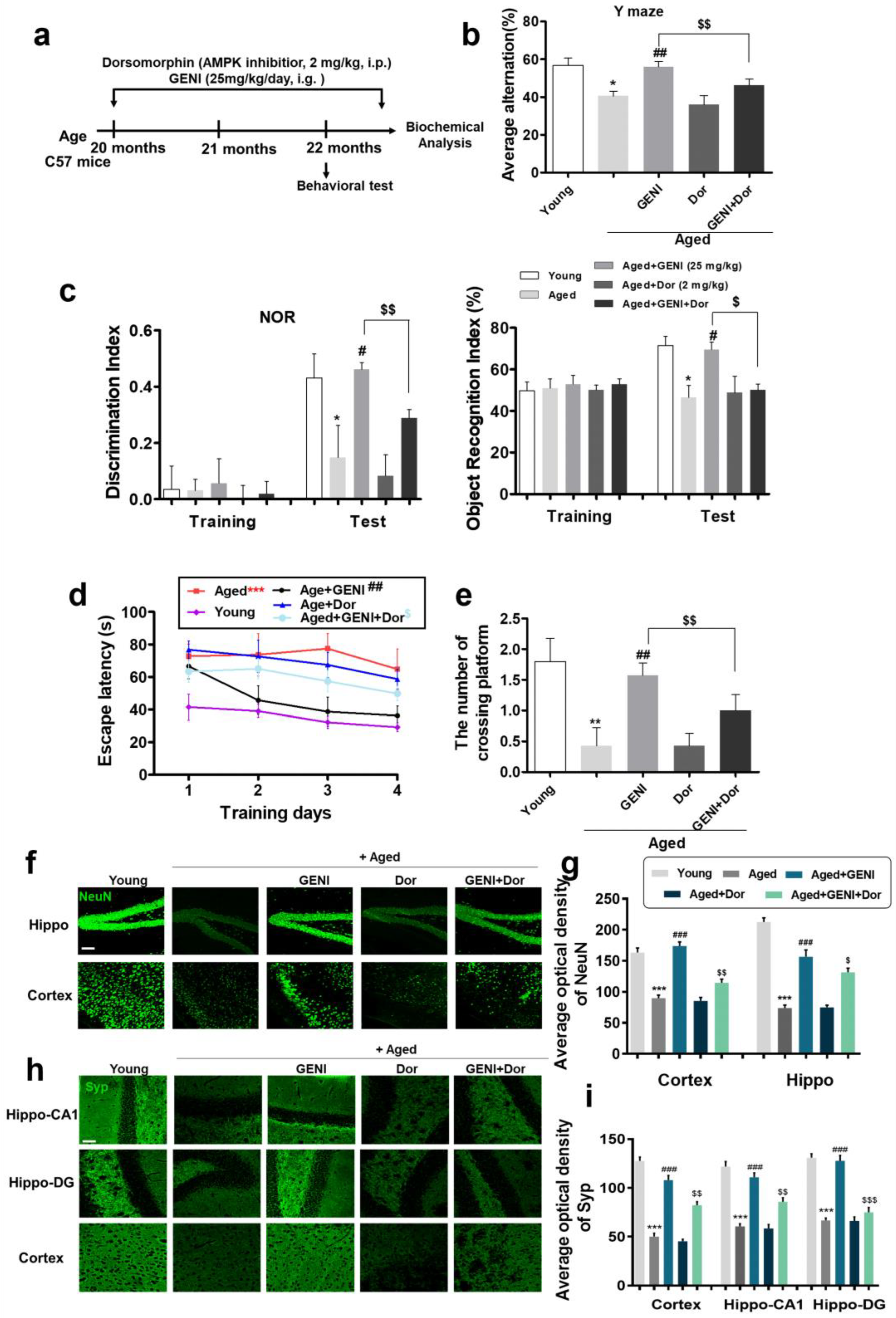 Antioxidants 14 00057 g006