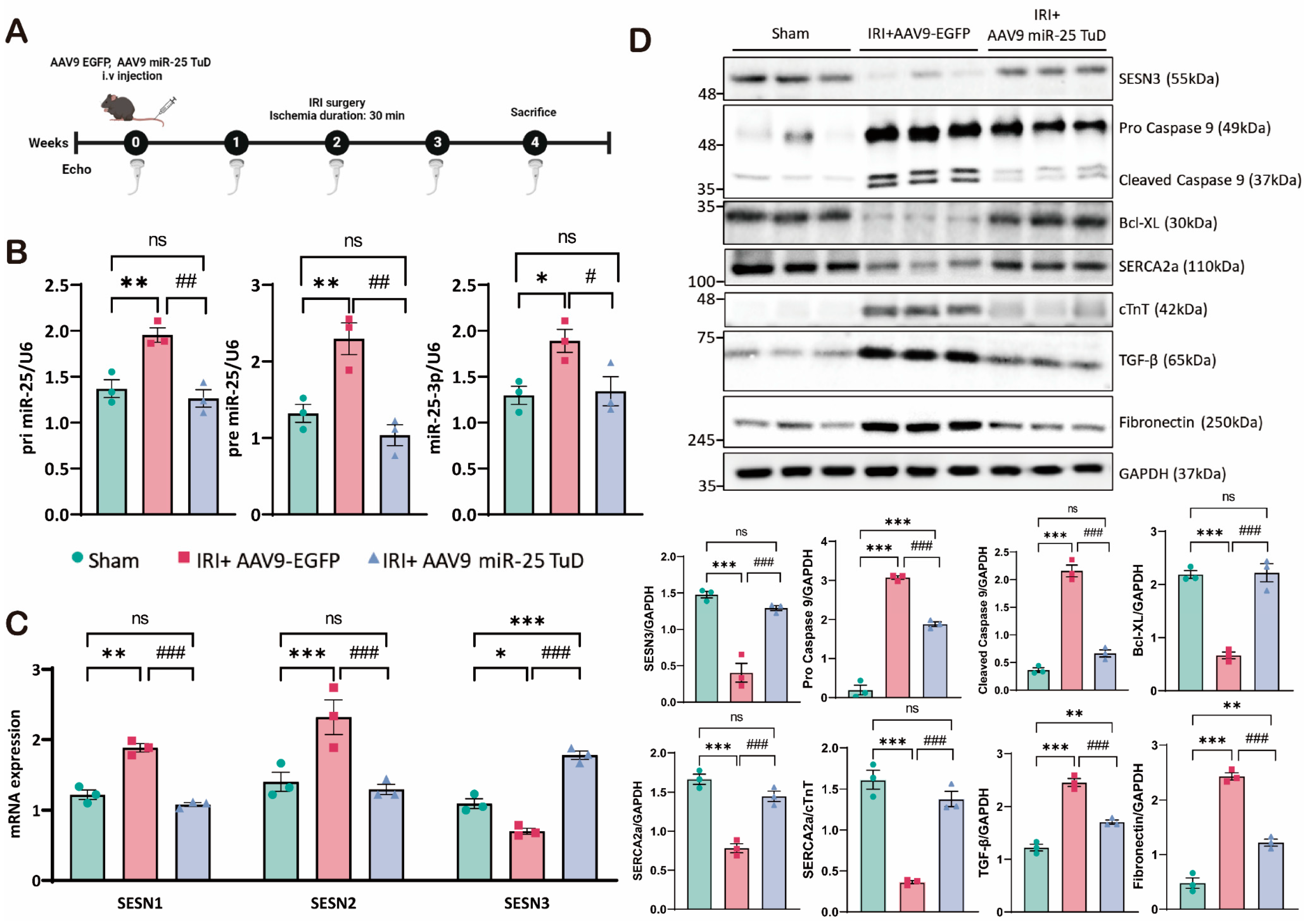 Antioxidants 14 00061 g004