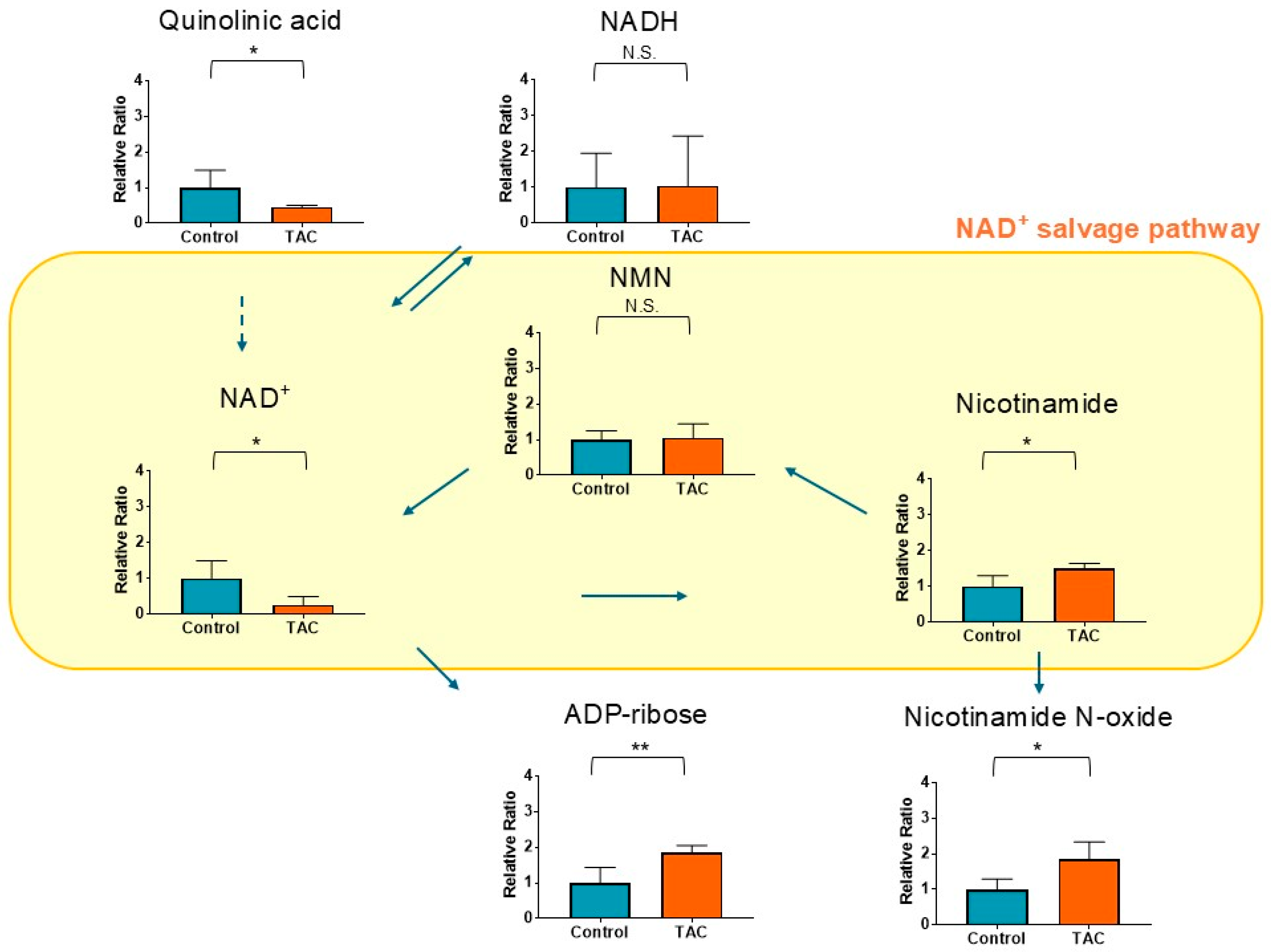 Antioxidants 14 00062 g005