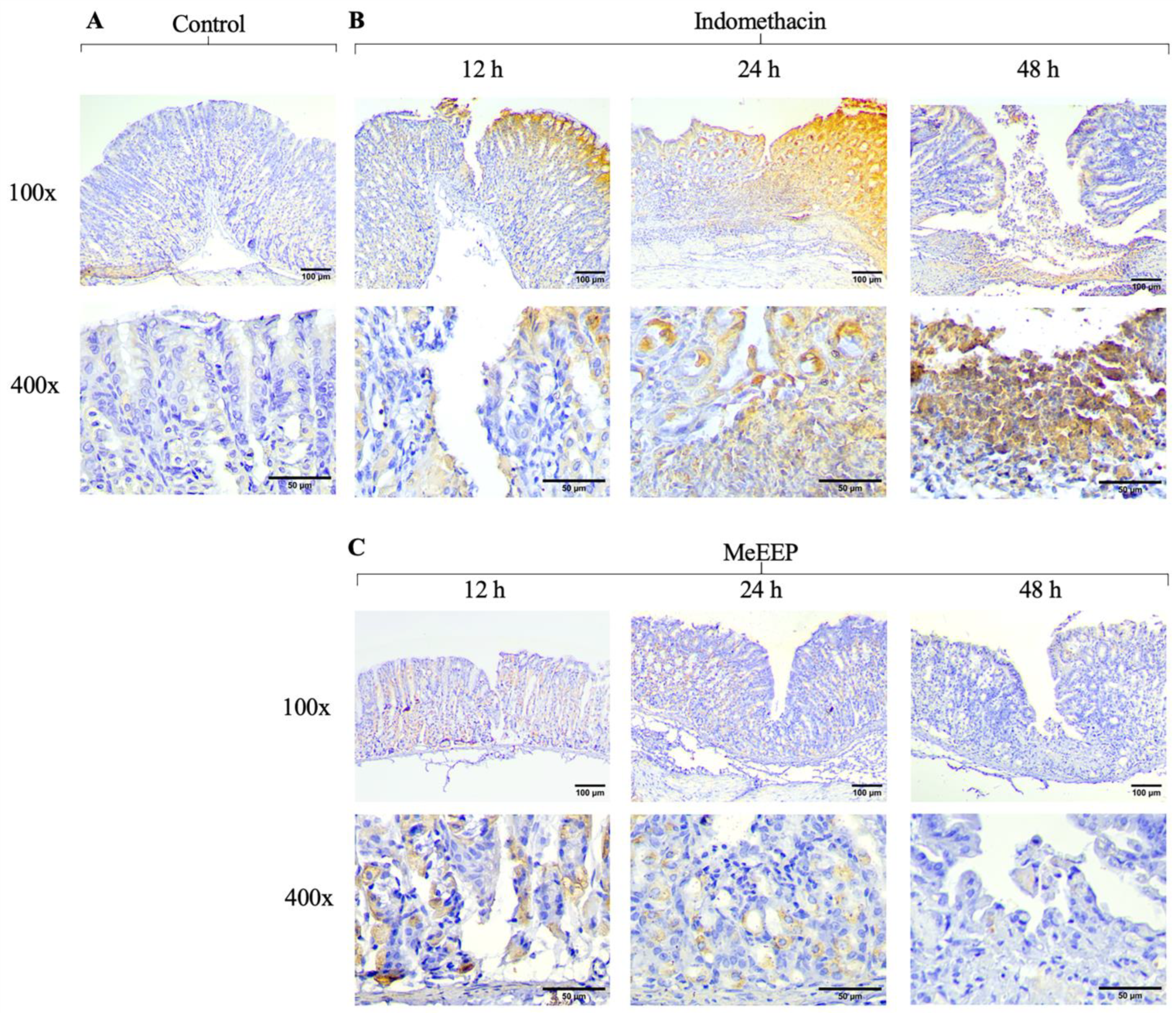 Antioxidants 14 00065 g009