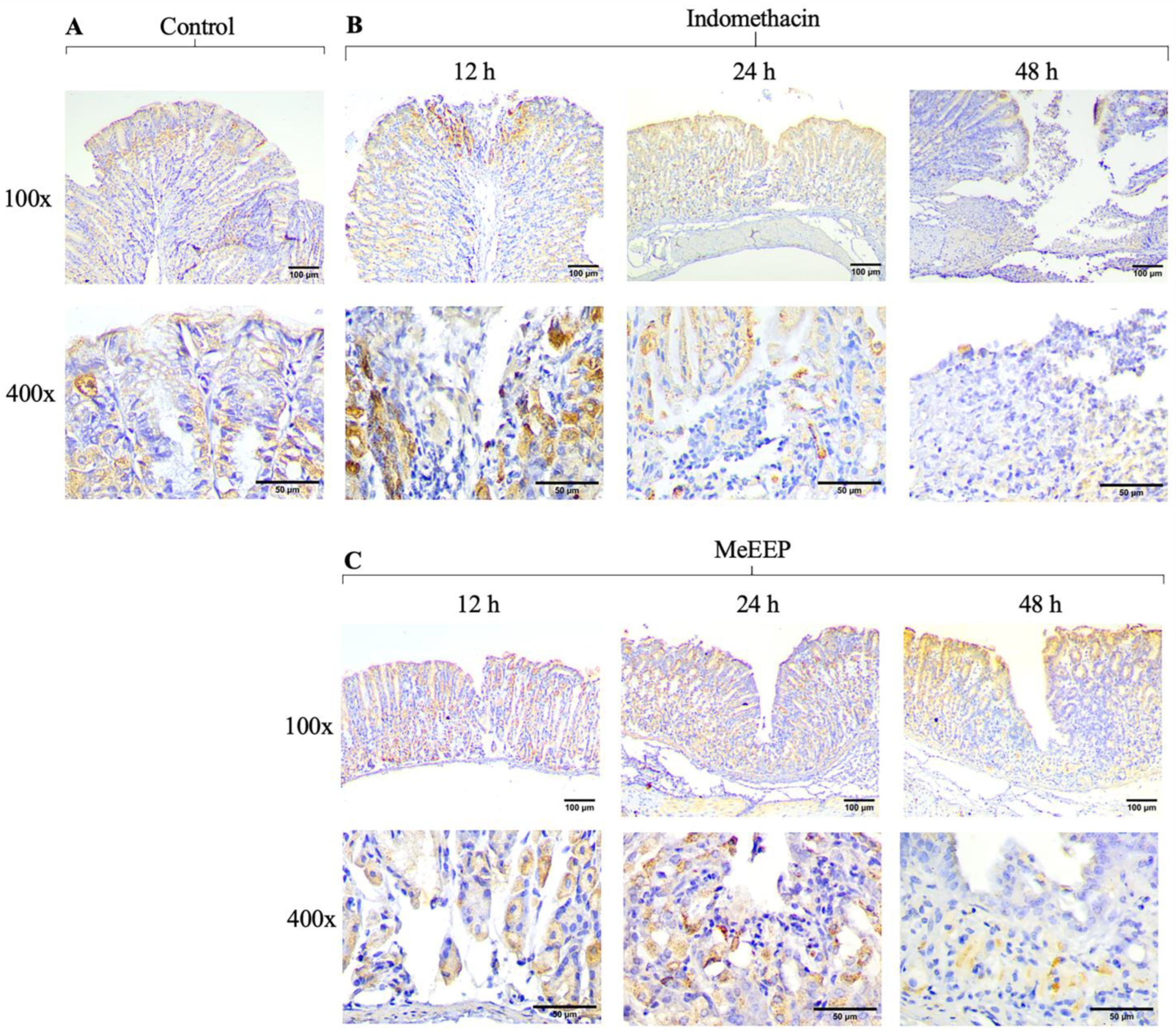 Antioxidants 14 00065 g010