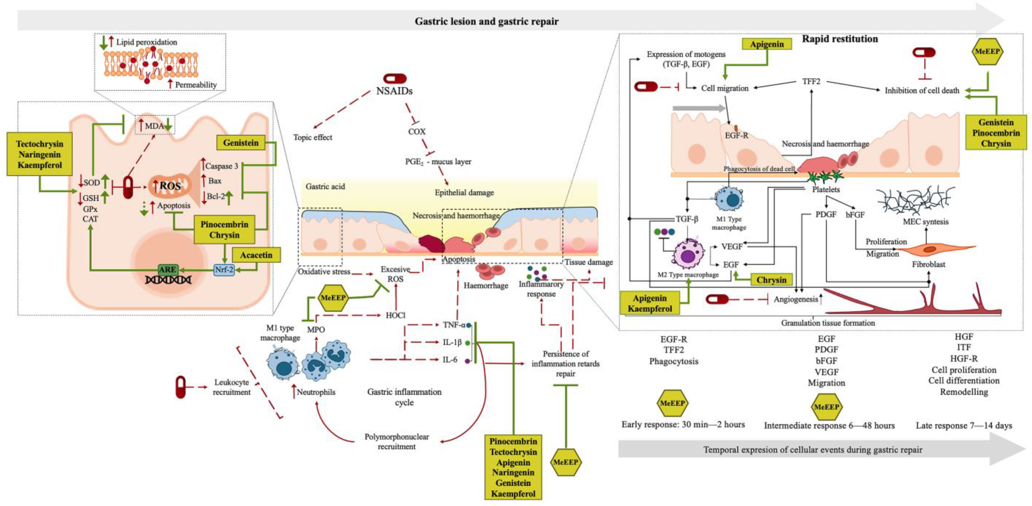 Antioxidants 14 00065 g012