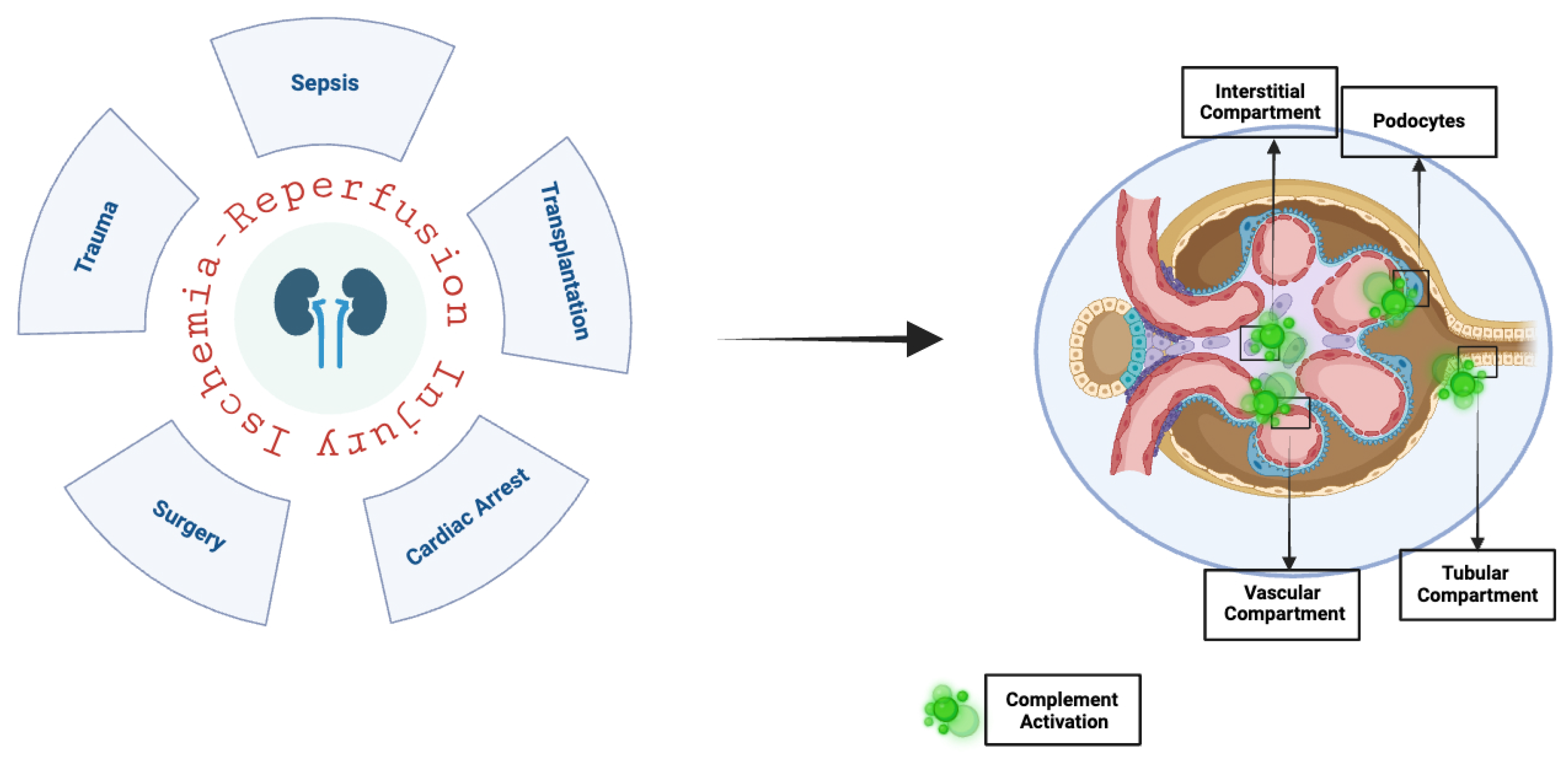 Antioxidants 14 00066 g003 Antioxidants 14 00066 g003