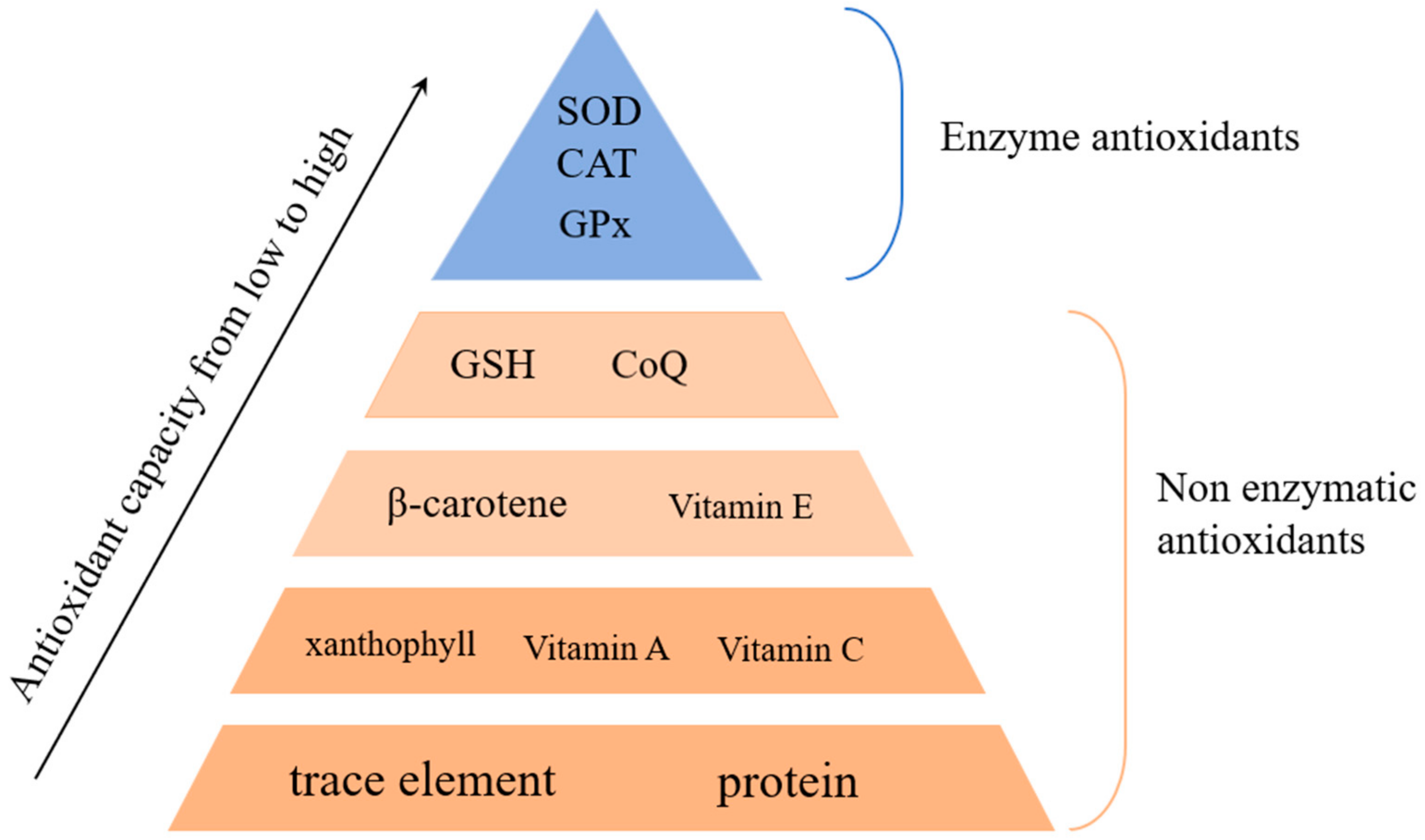 Antioxidants 14 00070 g002