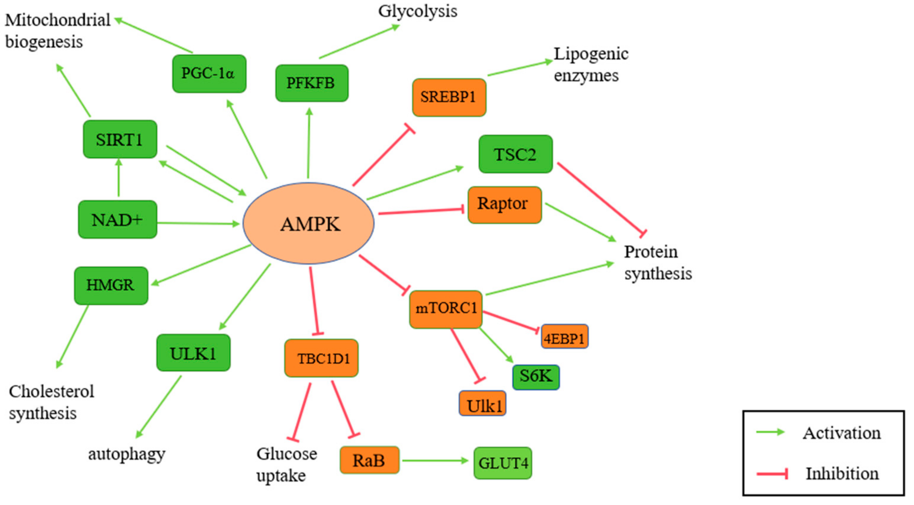 Antioxidants 14 00070 g005