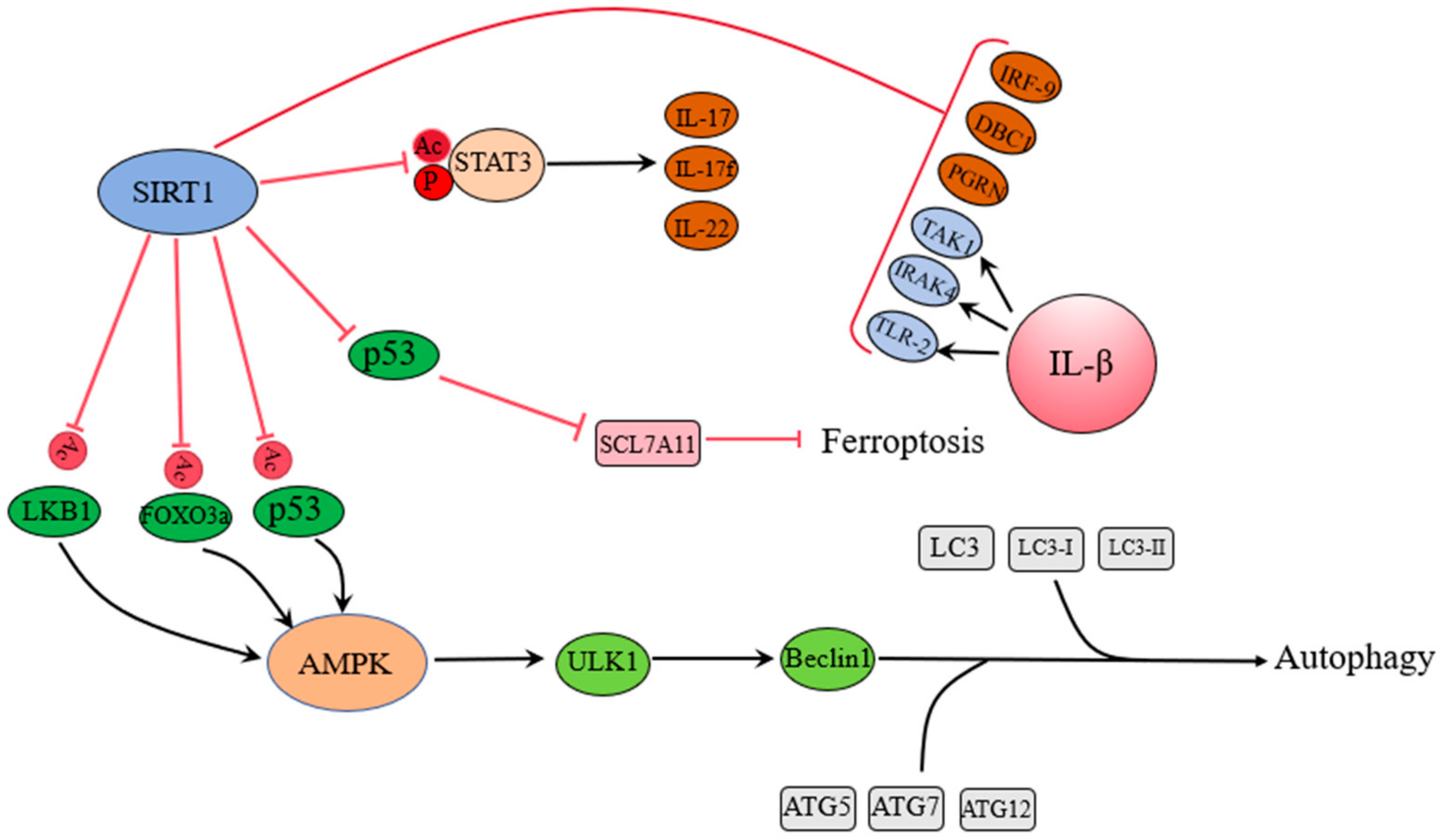 Antioxidants 14 00070 g006