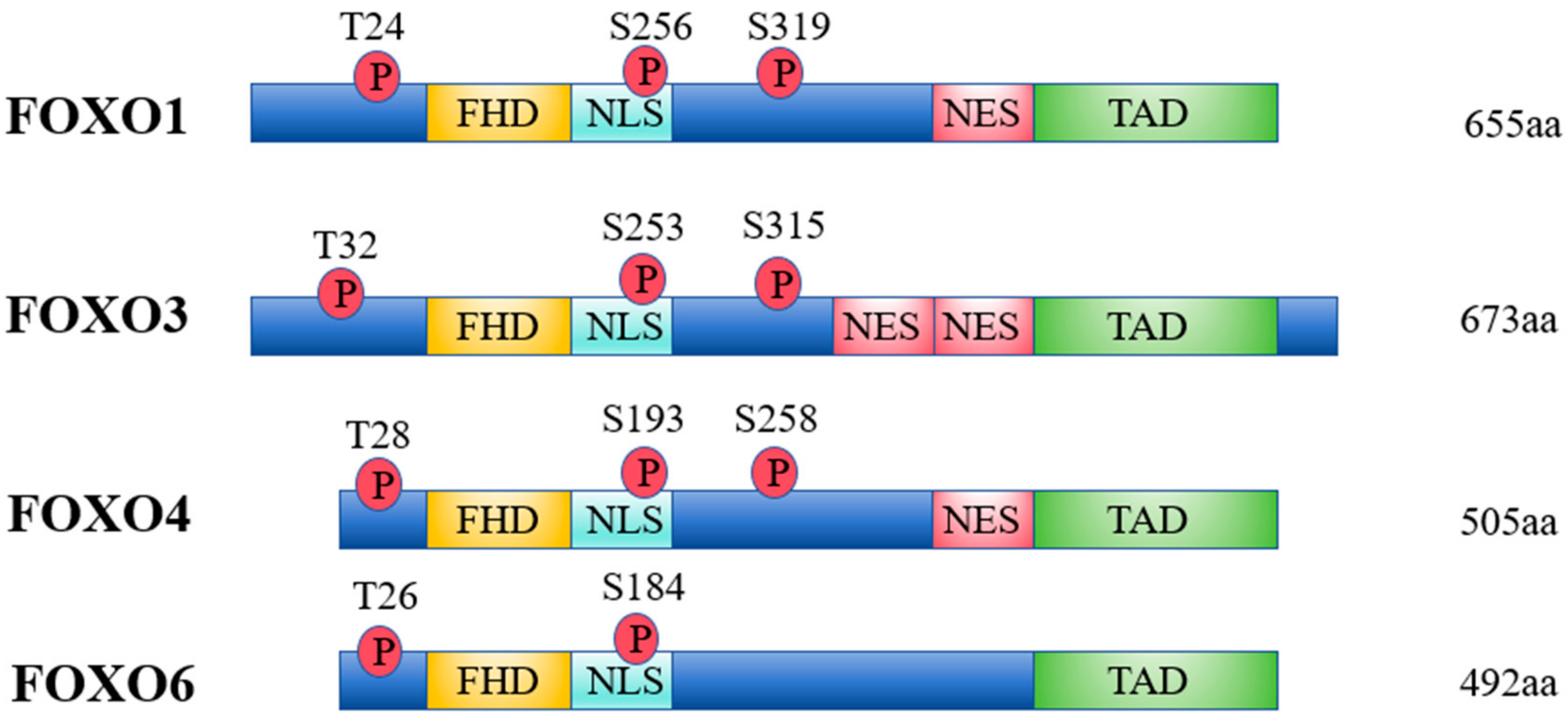 Antioxidants 14 00070 g008
