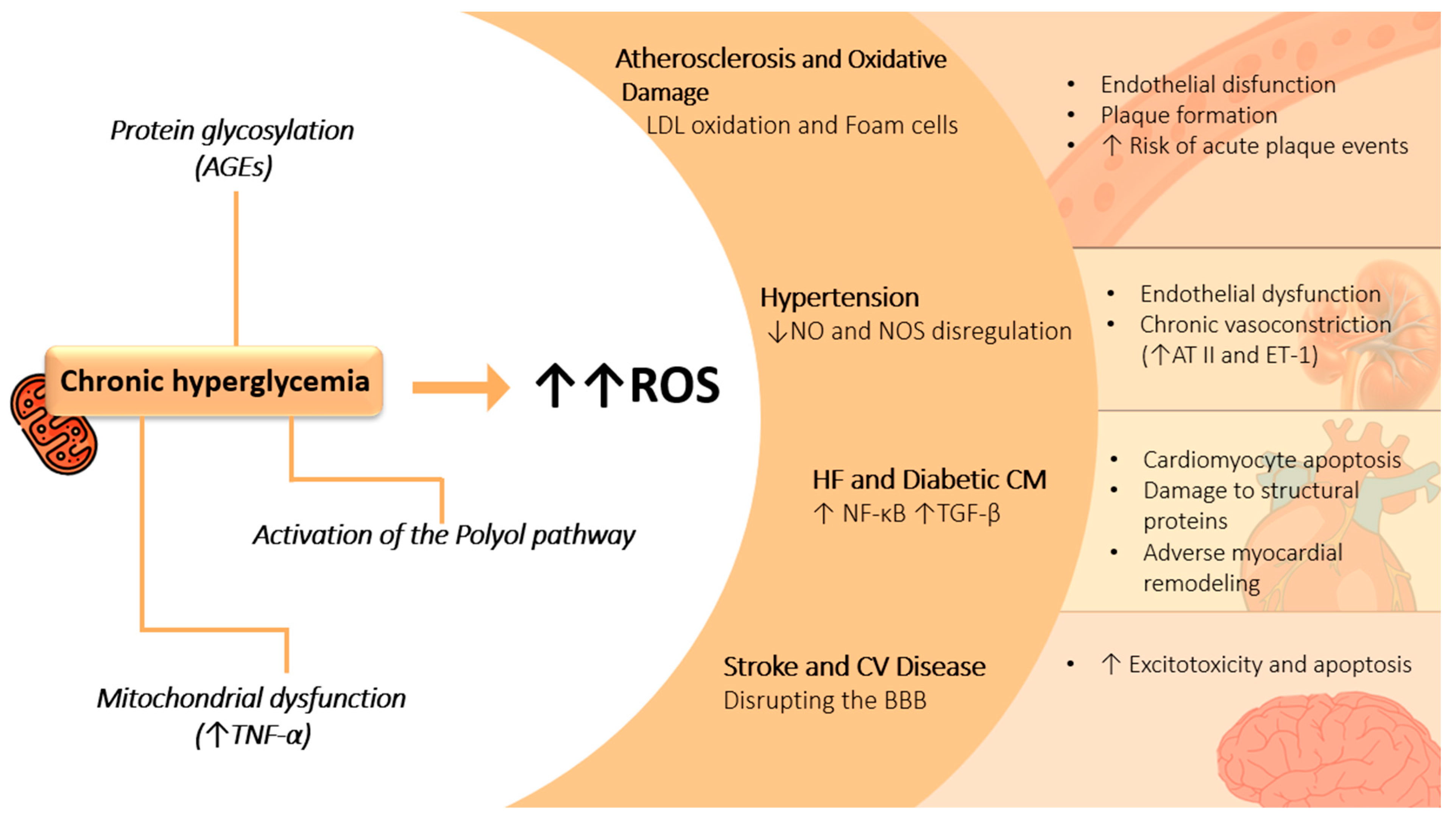 Antioxidants 14 00072 g002