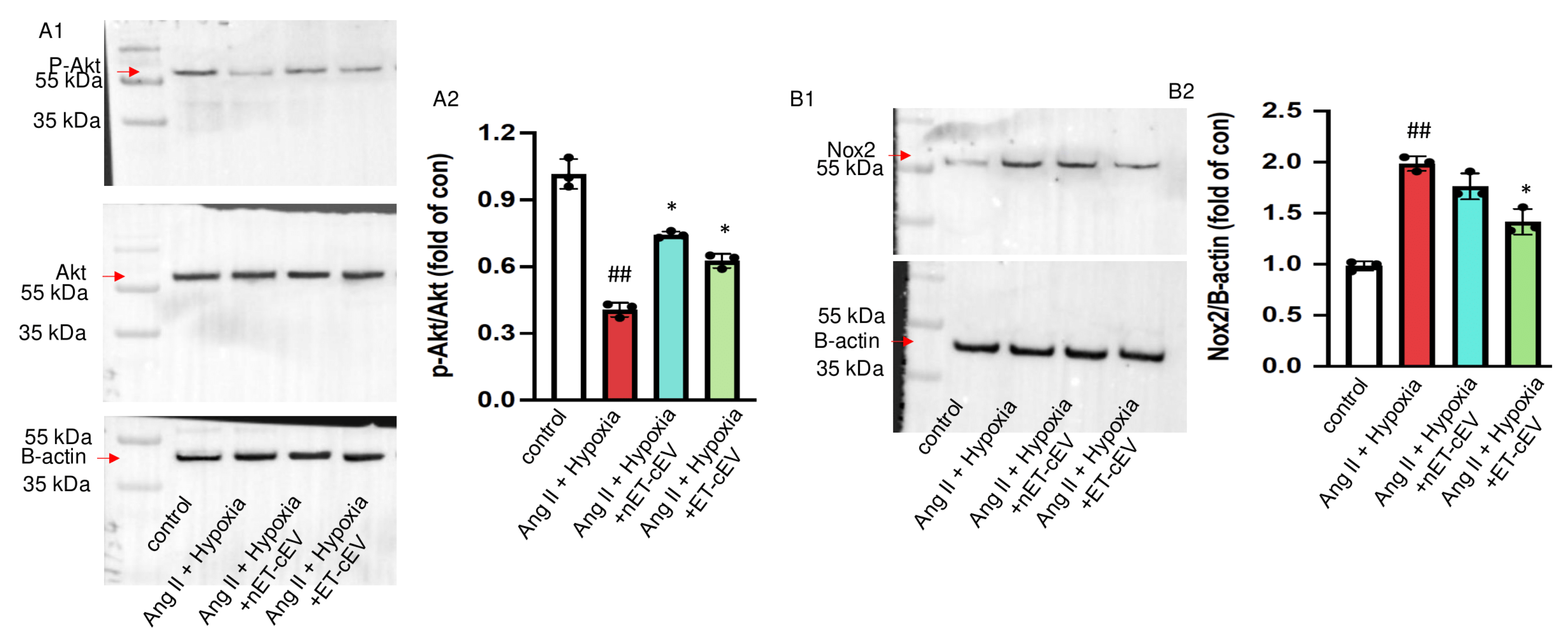 Antioxidants 14 00077 g005