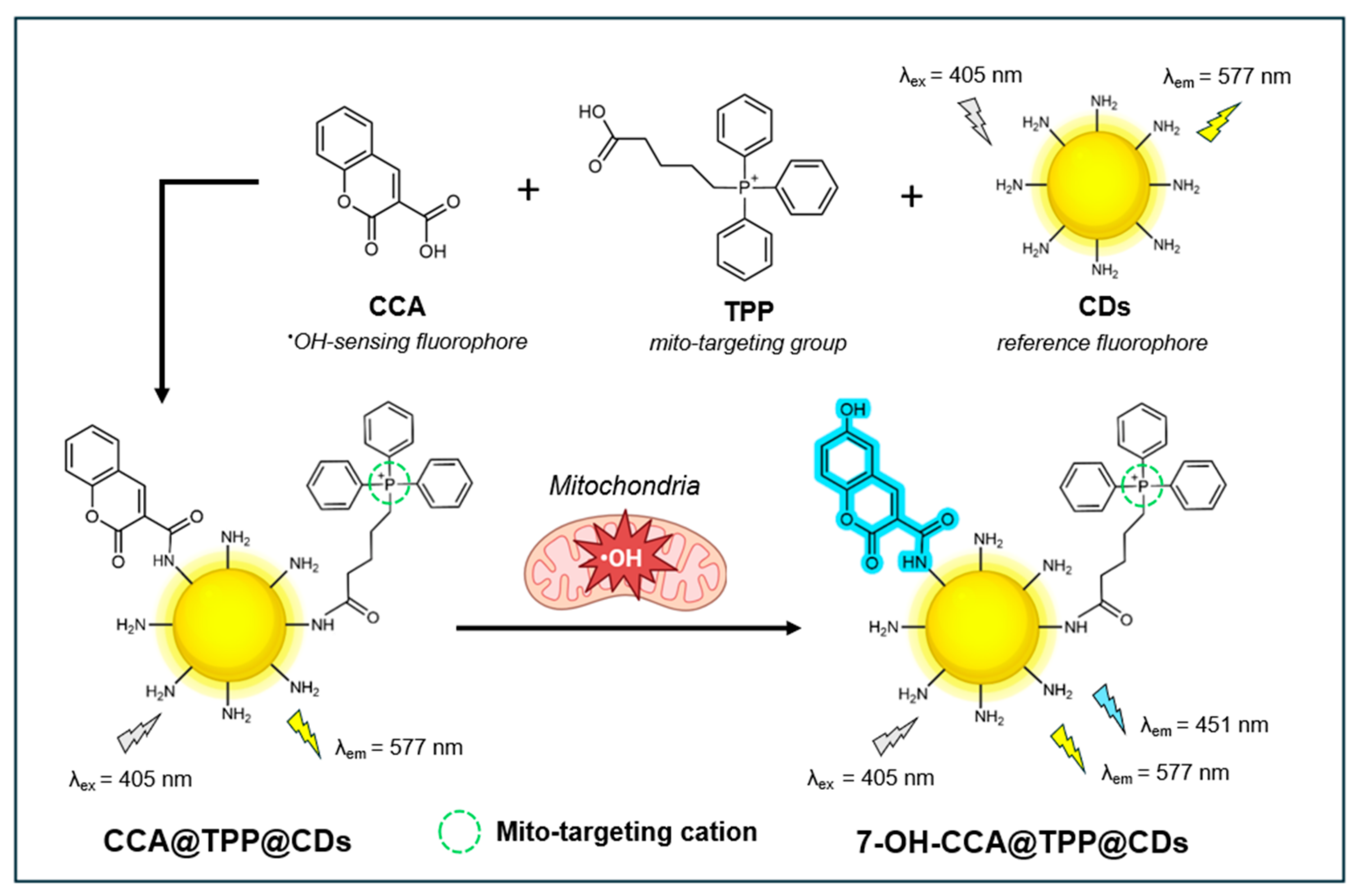 Antioxidants 14 00079 g006