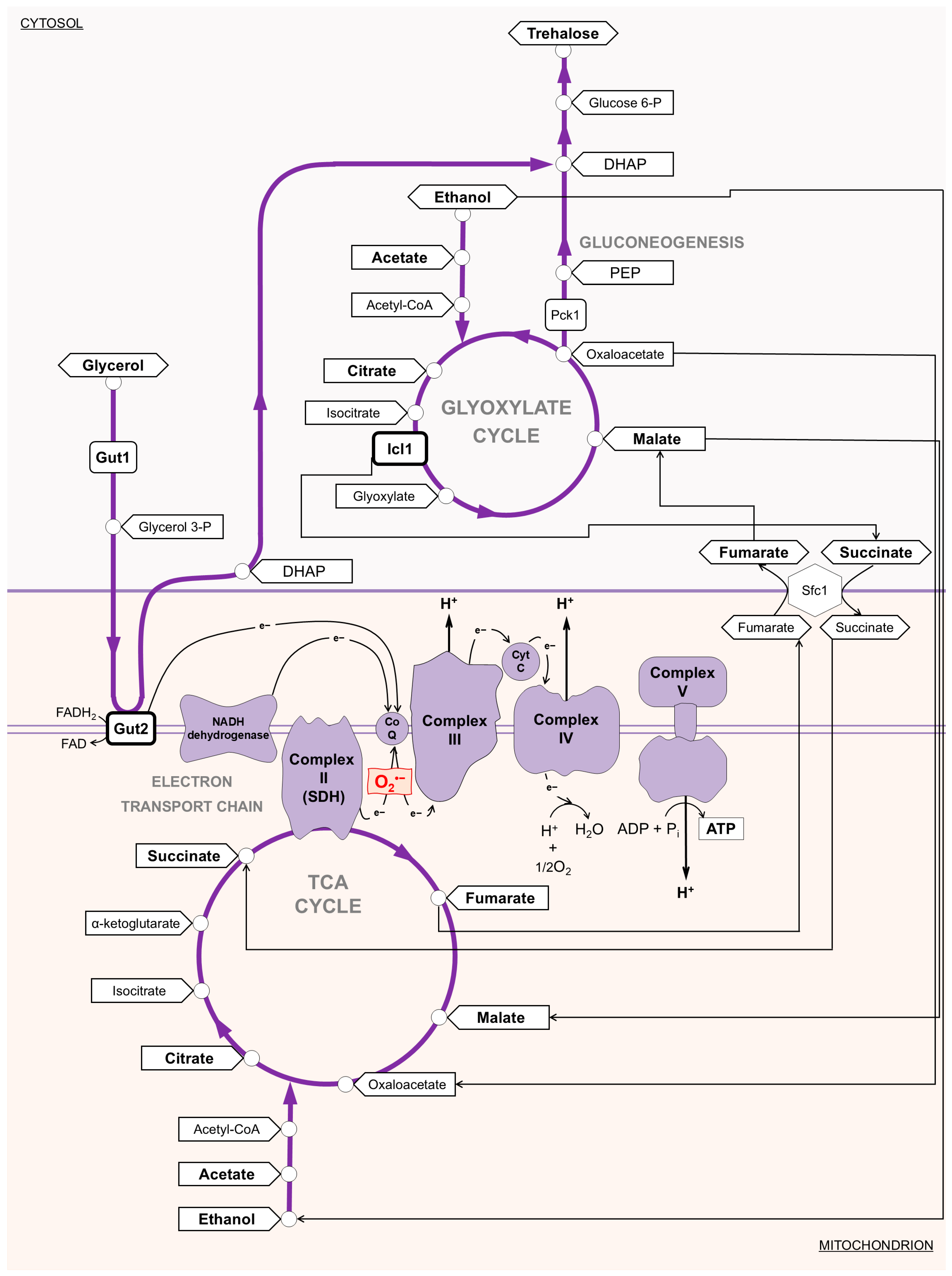 Antioxidants 14 00080 g005 Antioxidants 14 00080 g005