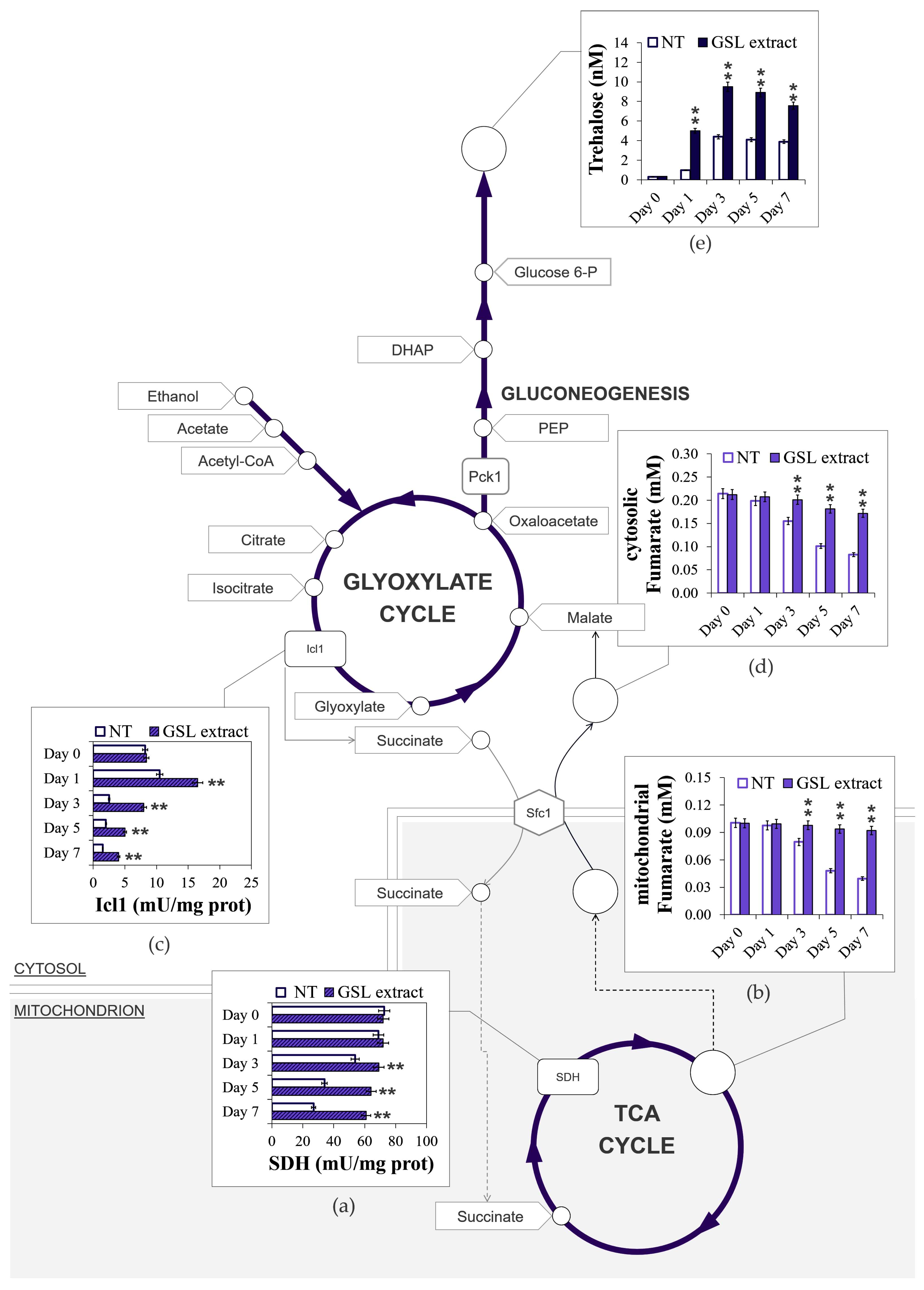 Antioxidants 14 00080 g007 Antioxidants 14 00080 g007