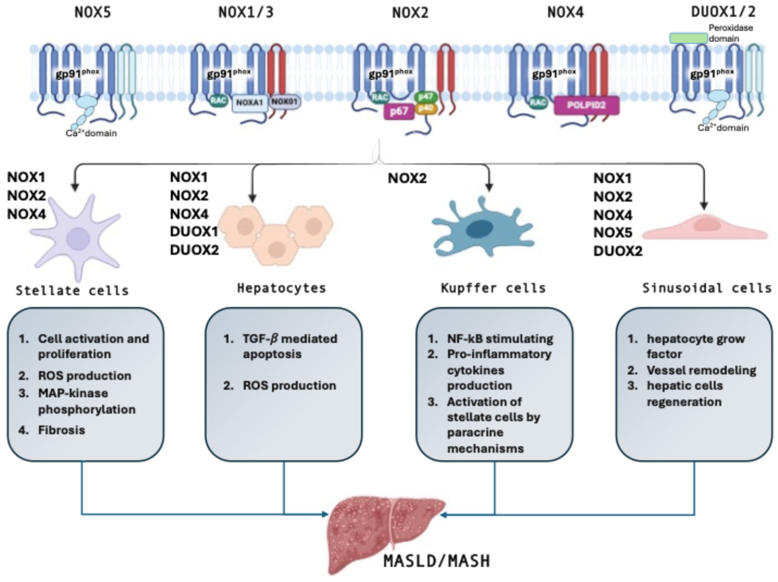 Antioxidants 14 00083 g001