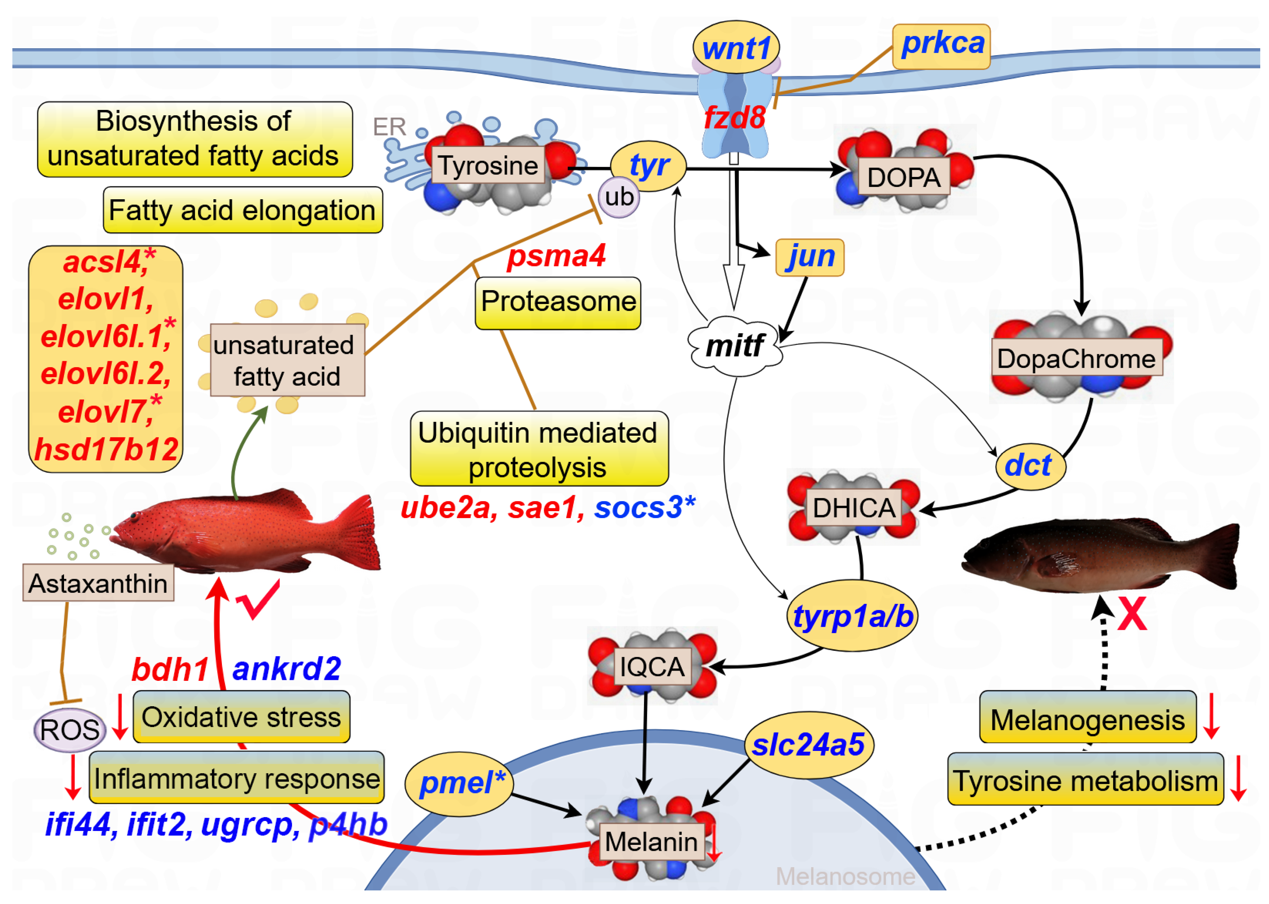 Antioxidants 14 00093 g007 Antioxidants 14 00093 g007