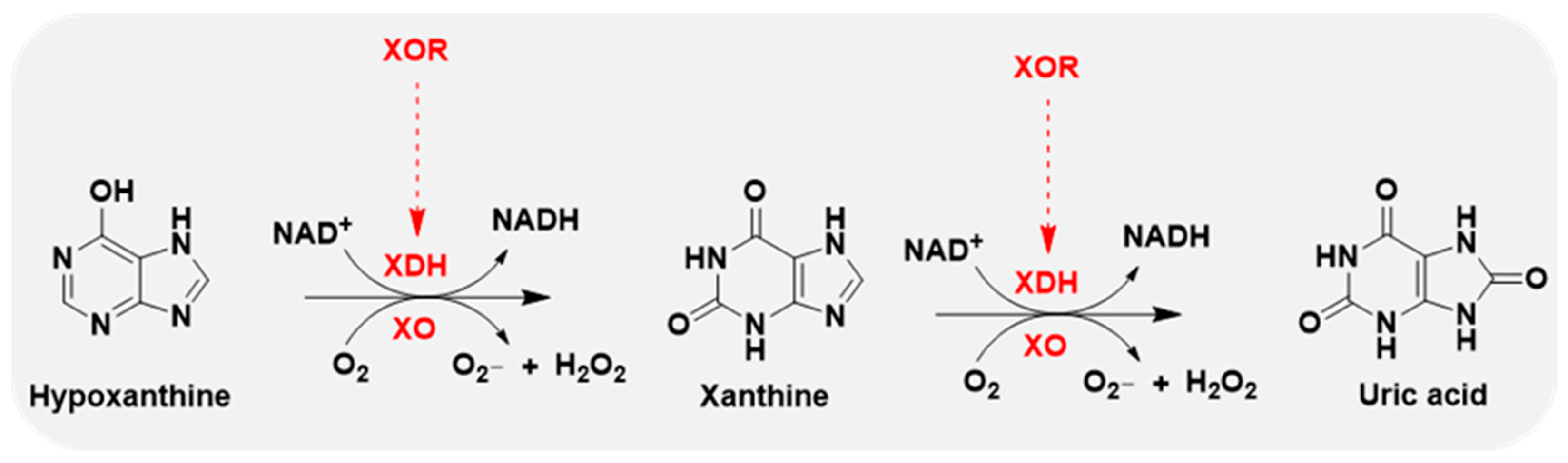 Antioxidants 14 00095 g002 Antioxidants 14 00095 g002