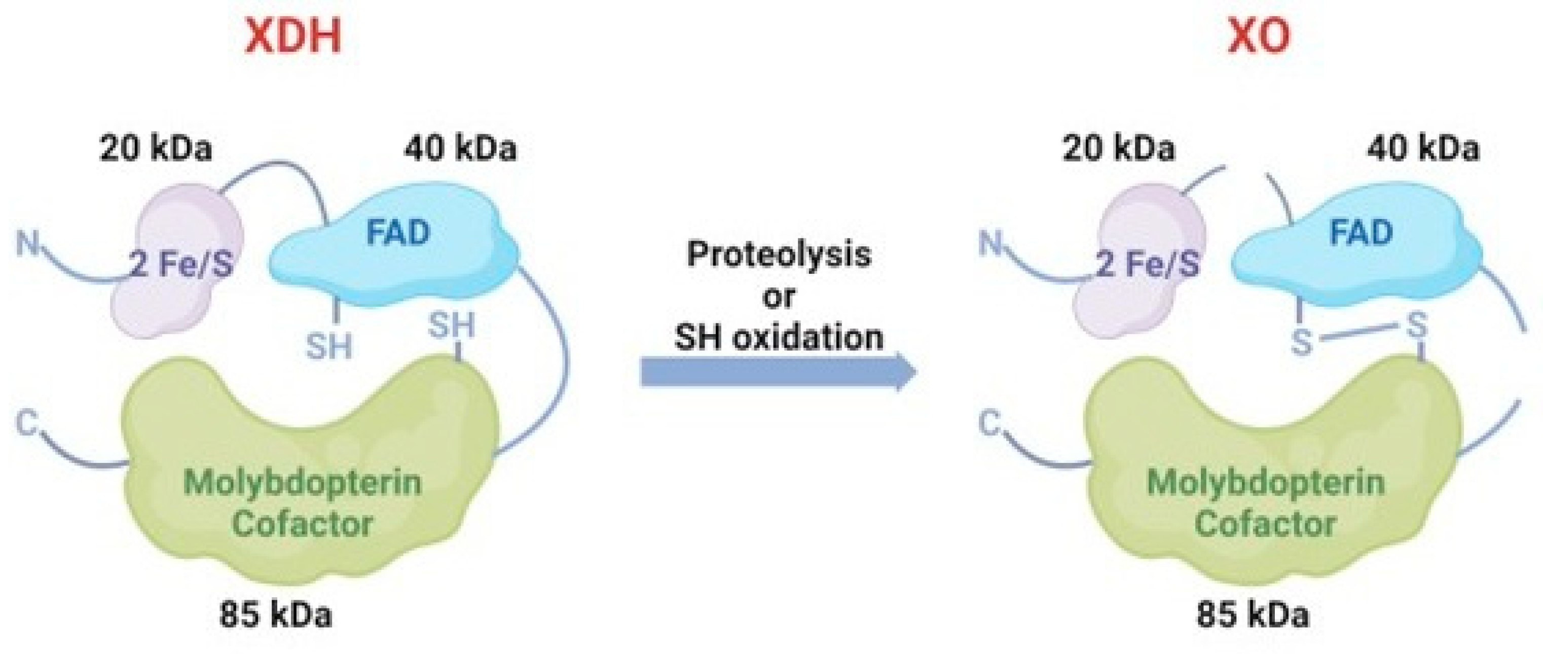 Antioxidants 14 00095 g003 Antioxidants 14 00095 g003