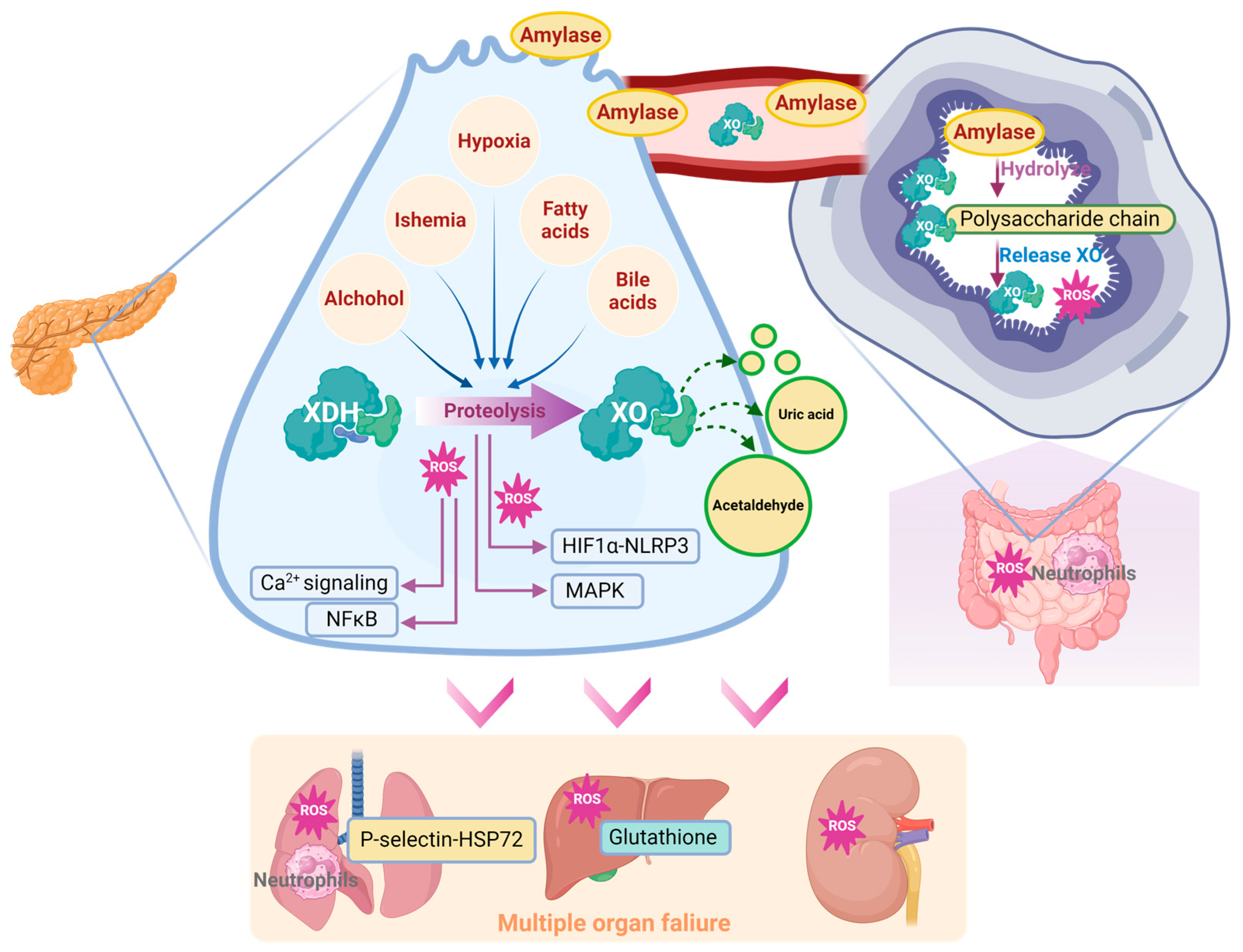 Antioxidants 14 00095 g004 Antioxidants 14 00095 g004