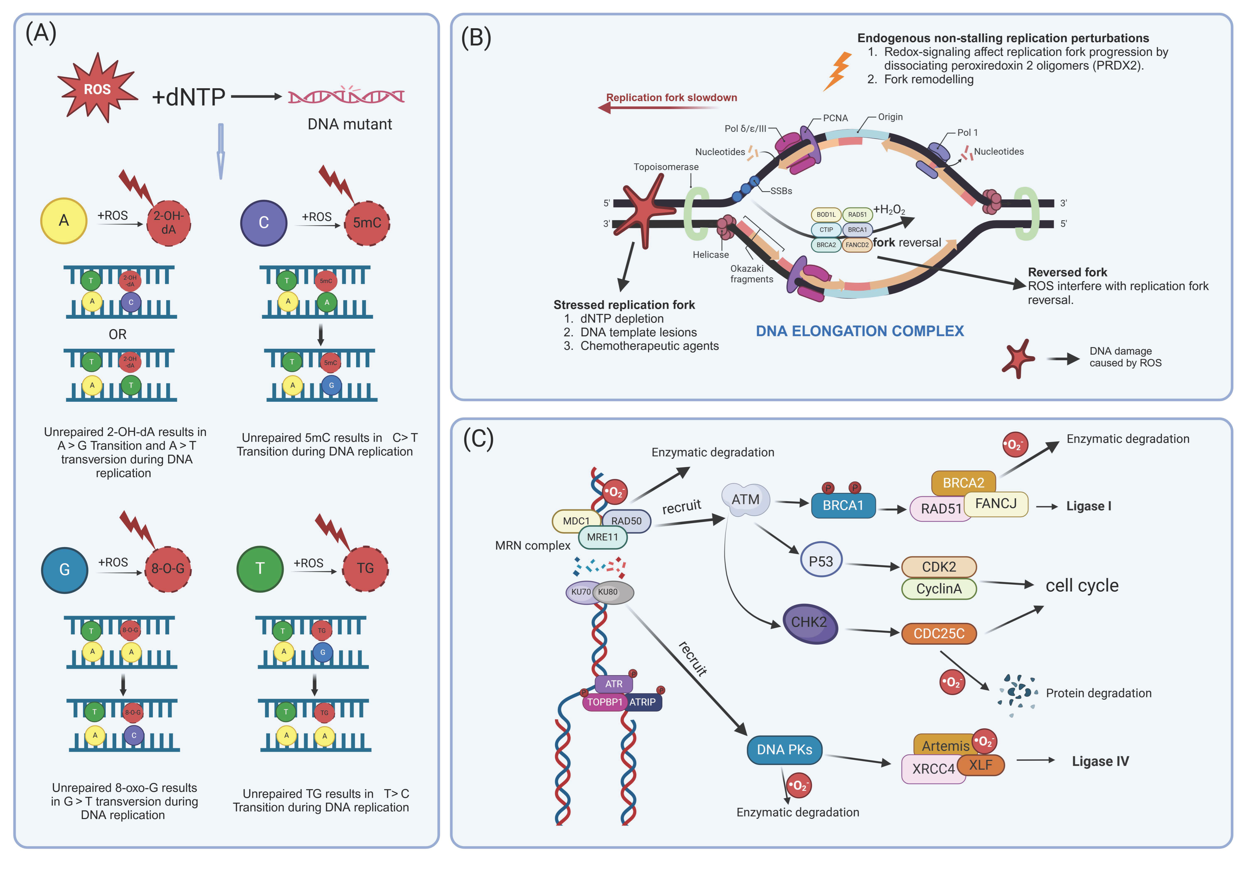 Antioxidants 14 00104 g001