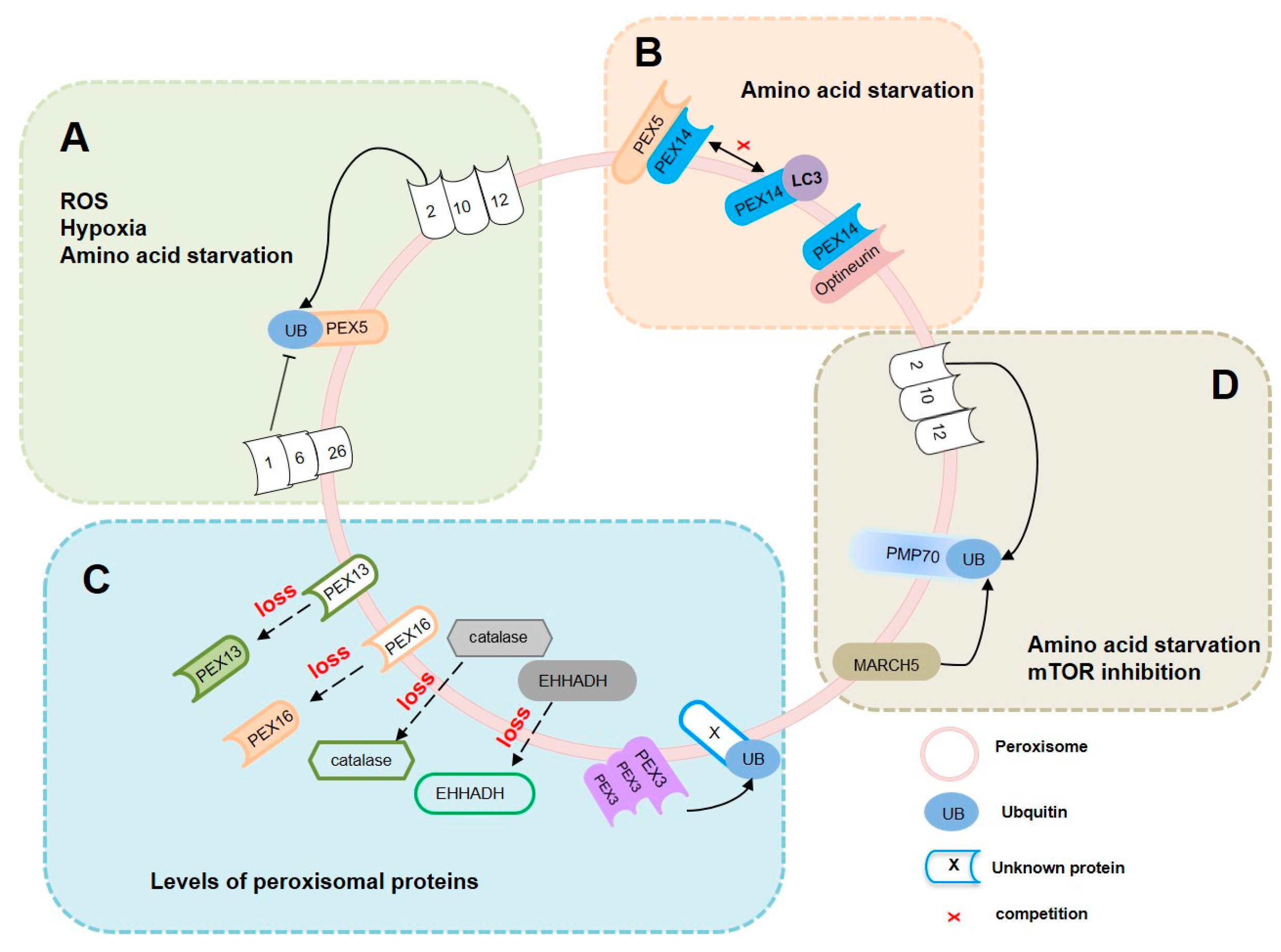 Antioxidants 14 00126 g001