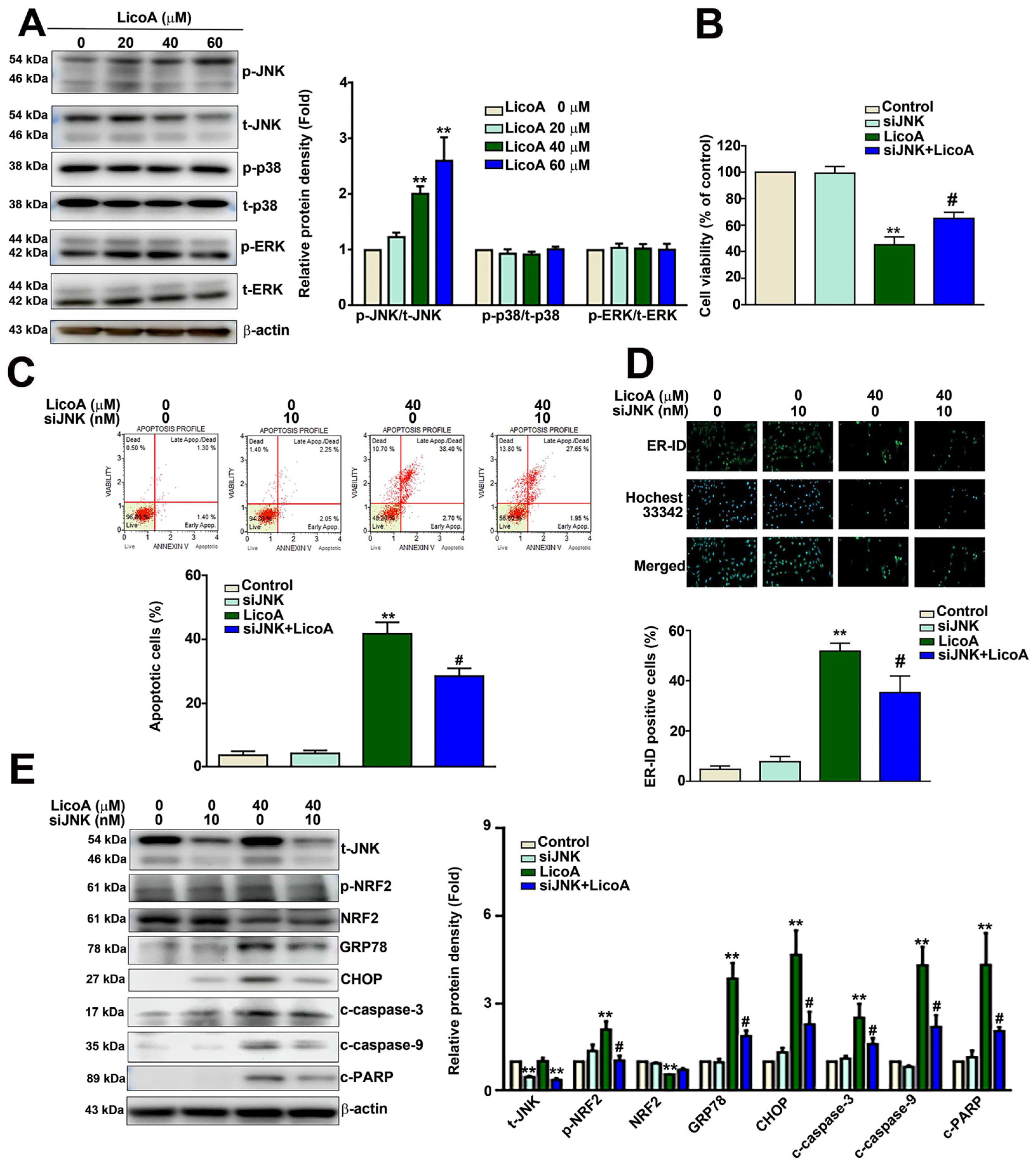 Antioxidants 14 00148 g005 Antioxidants 14 00148 g005