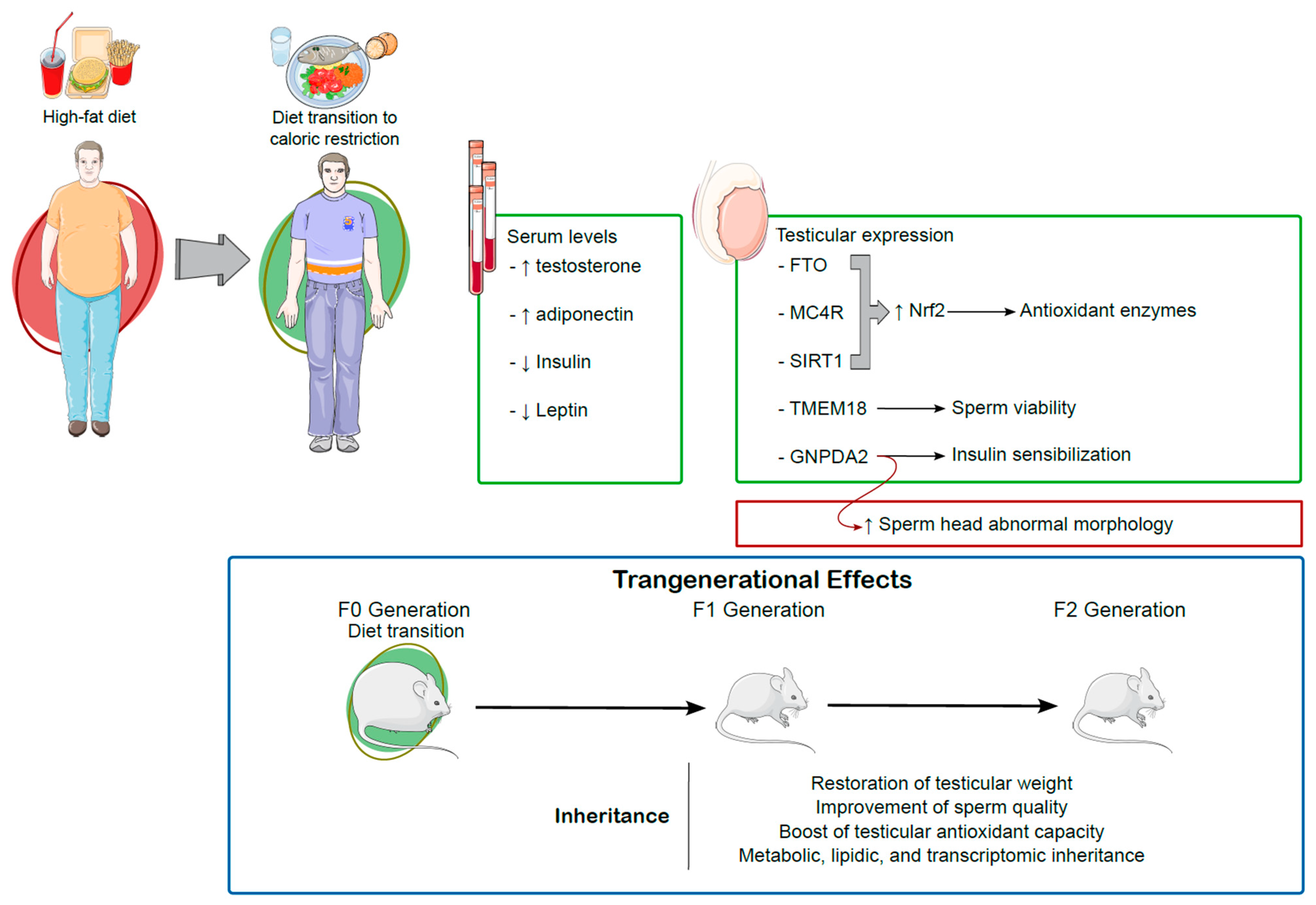 Antioxidants 14 00150 g003 Antioxidants 14 00150 g003