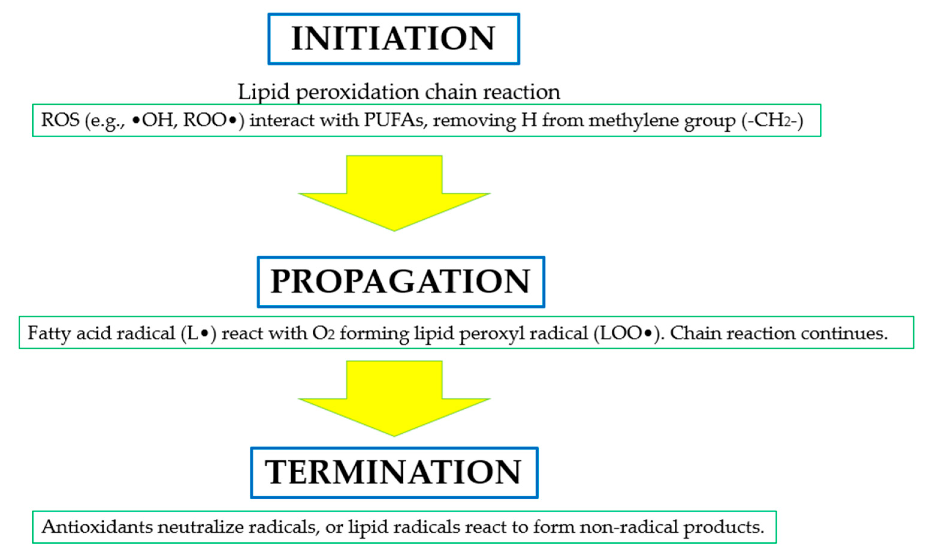 Antioxidants 14 00157 g005