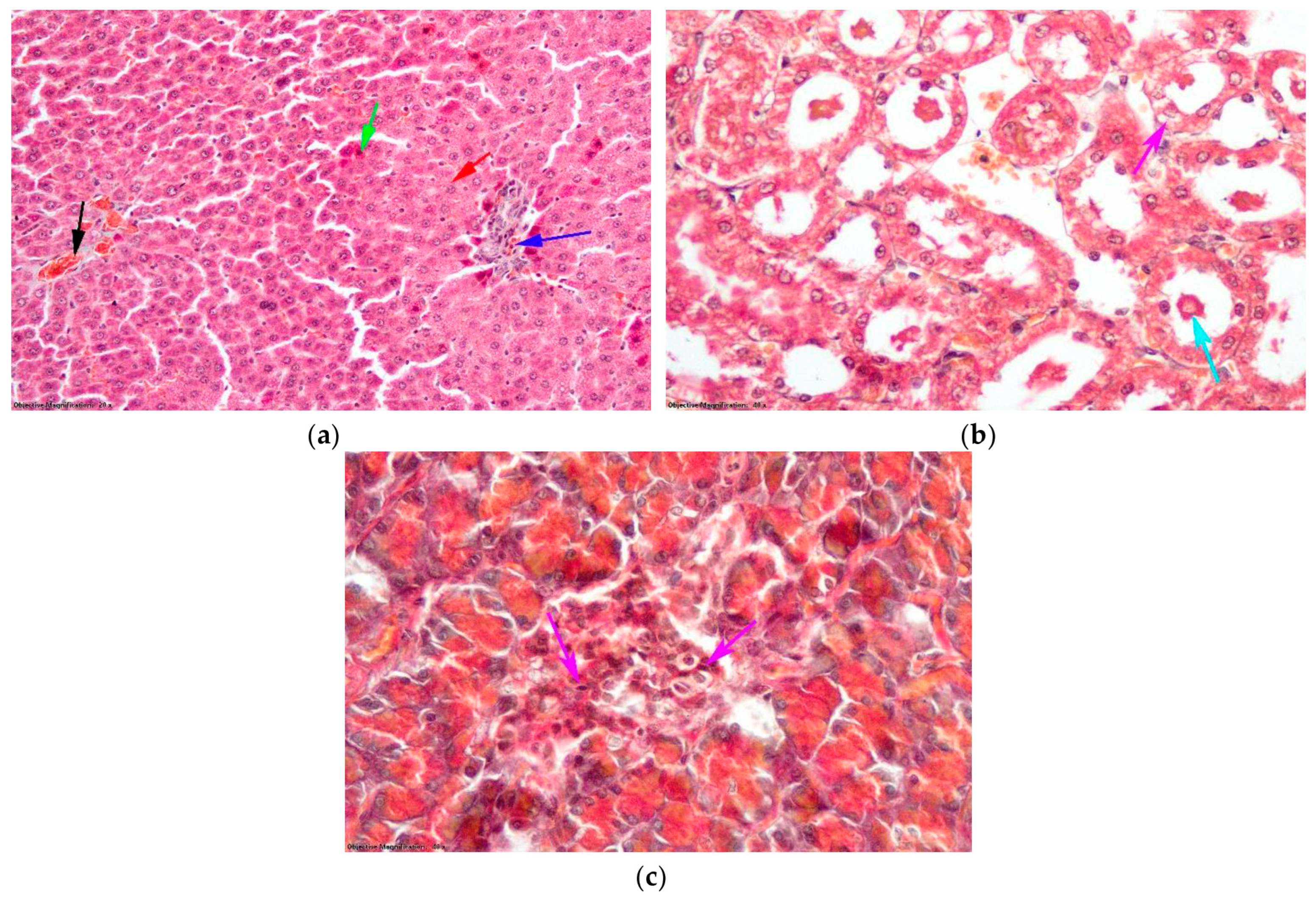 Antioxidants 14 00166 g009