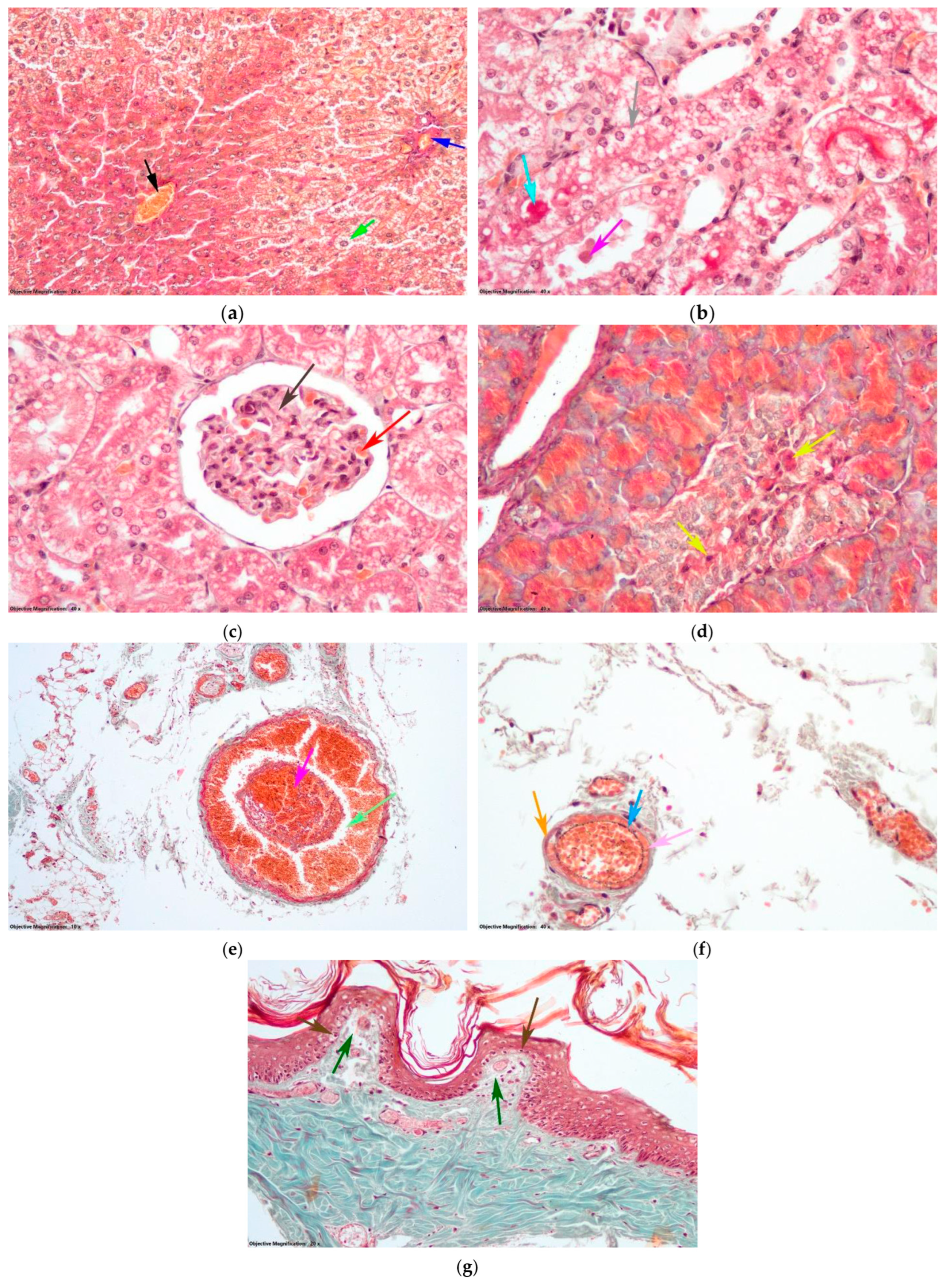 Antioxidants 14 00166 g010