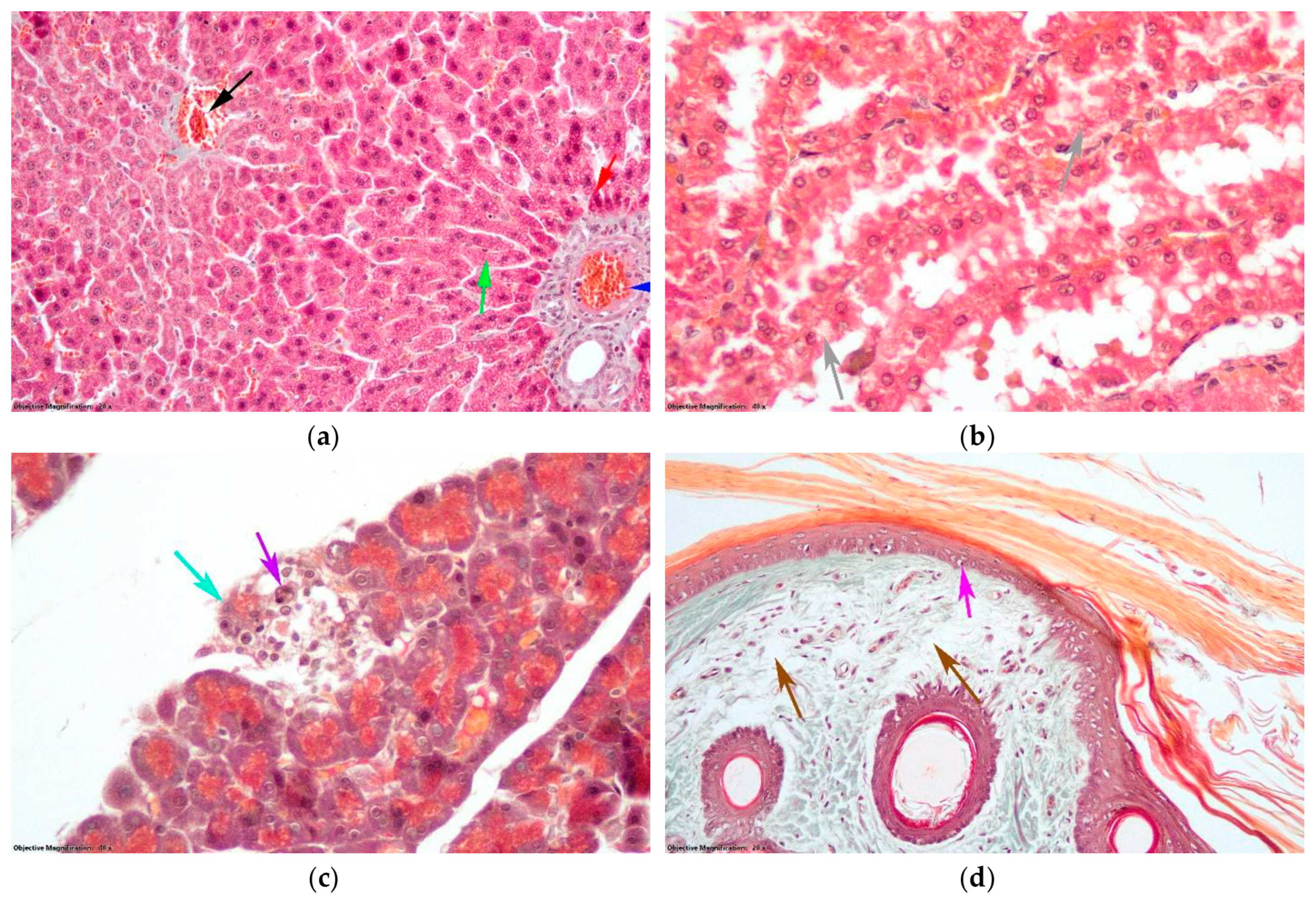 Antioxidants 14 00166 g011