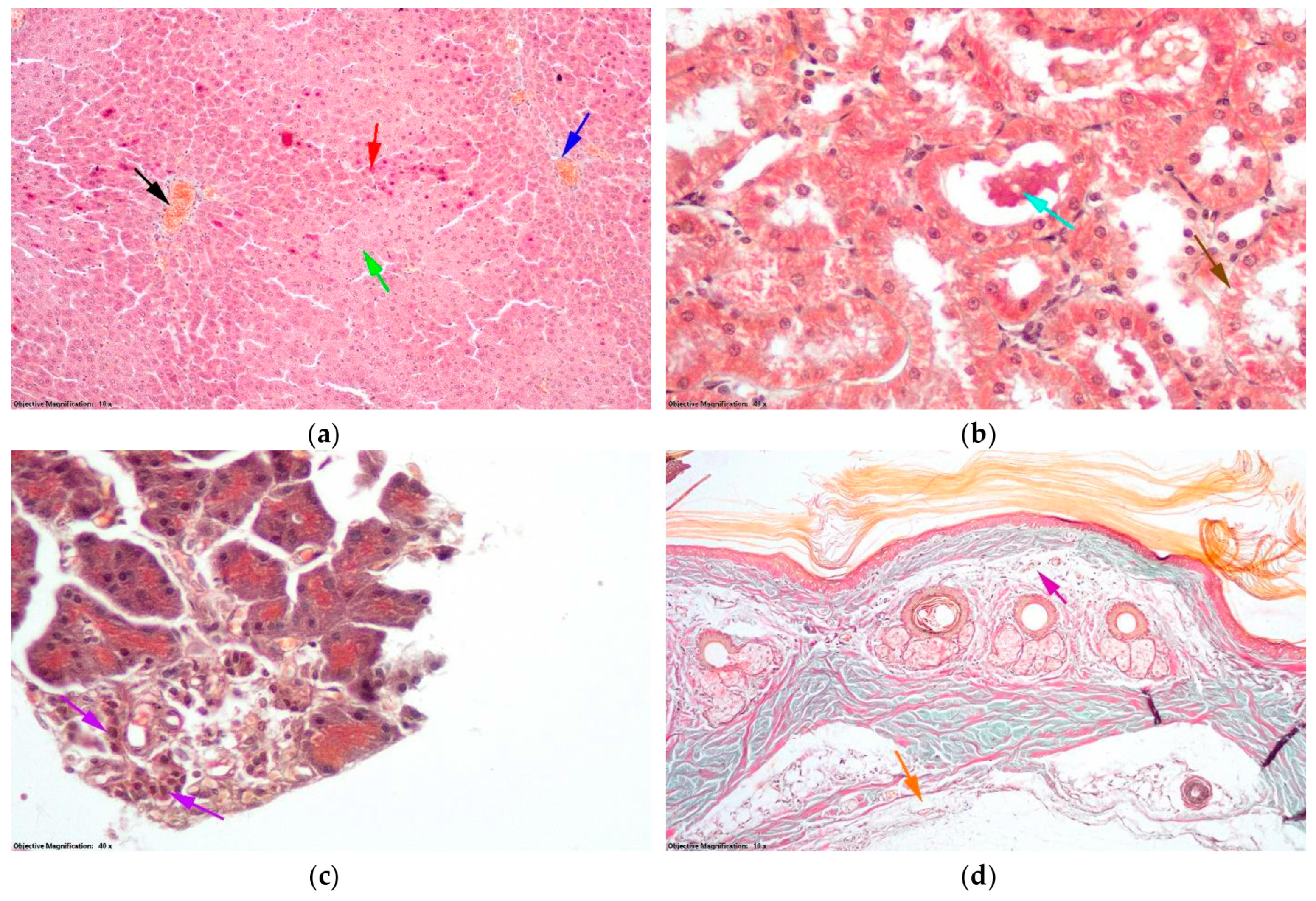 Antioxidants 14 00166 g012