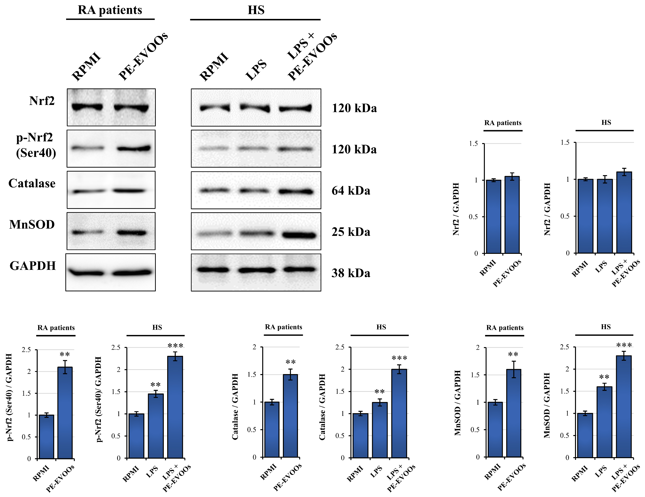 Antioxidants 14 00171 g007